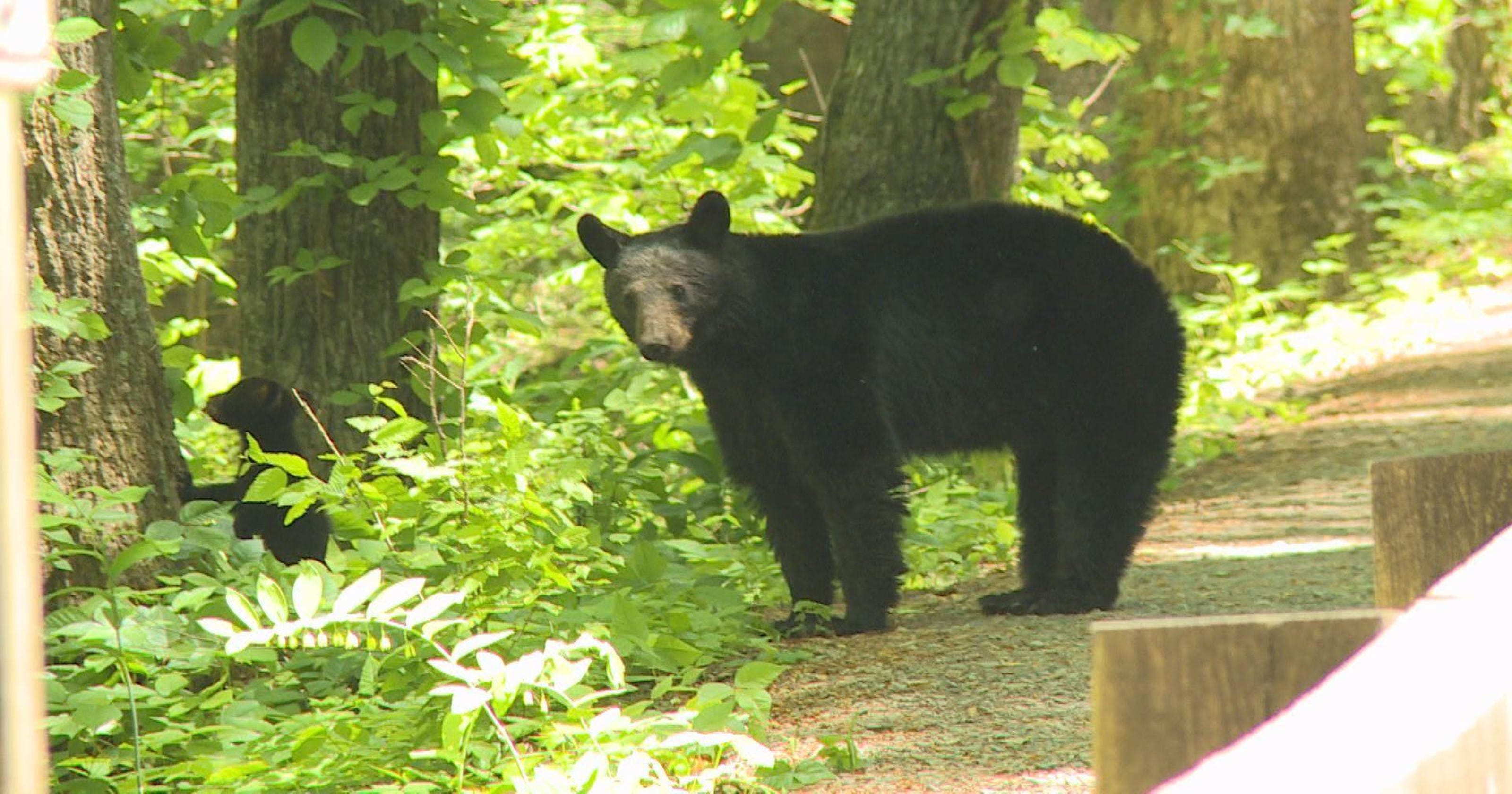 Be bear aware in South Carolina bear country, officials remind