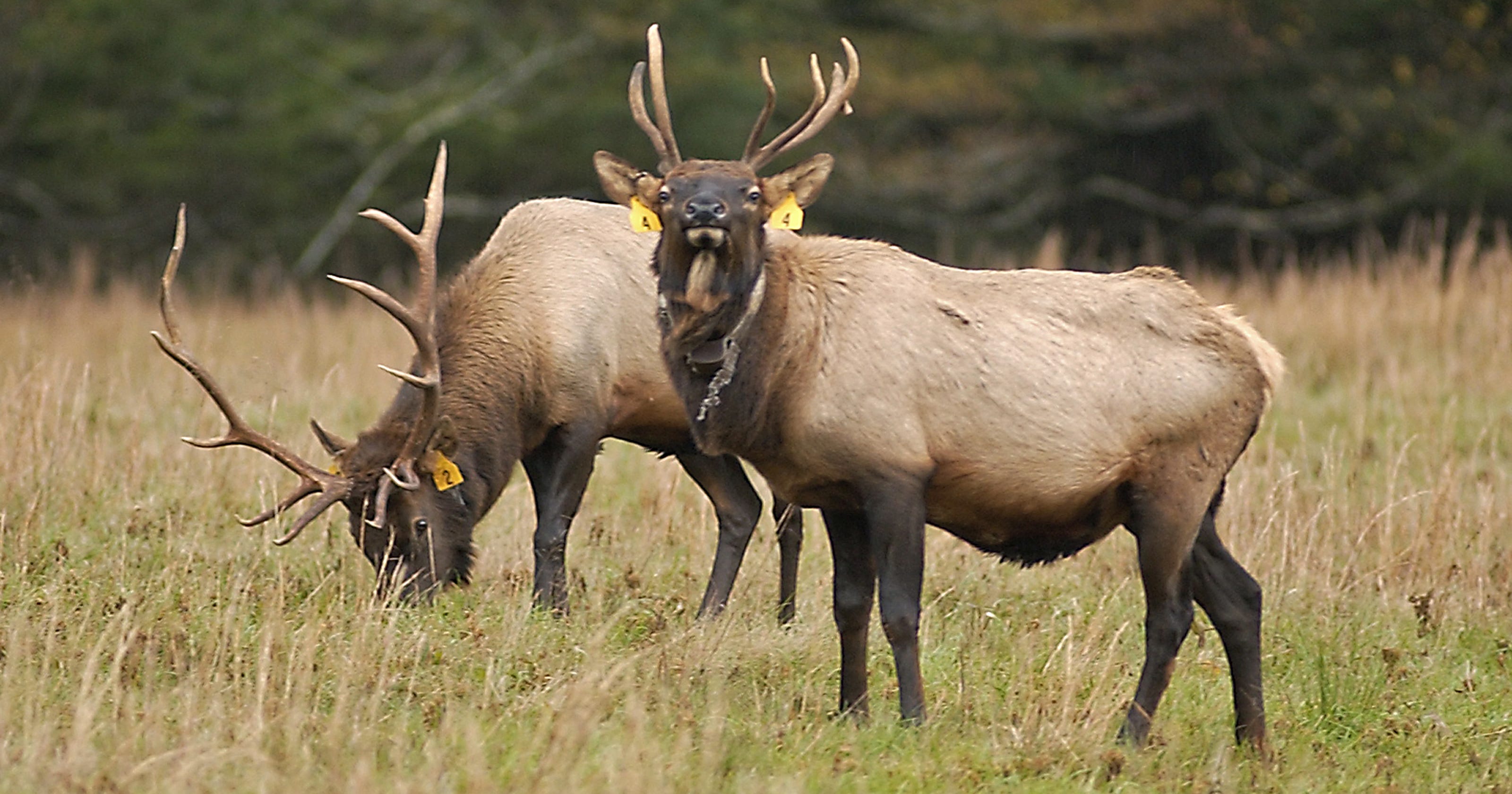 NC Wildlife proposes elk hunting season