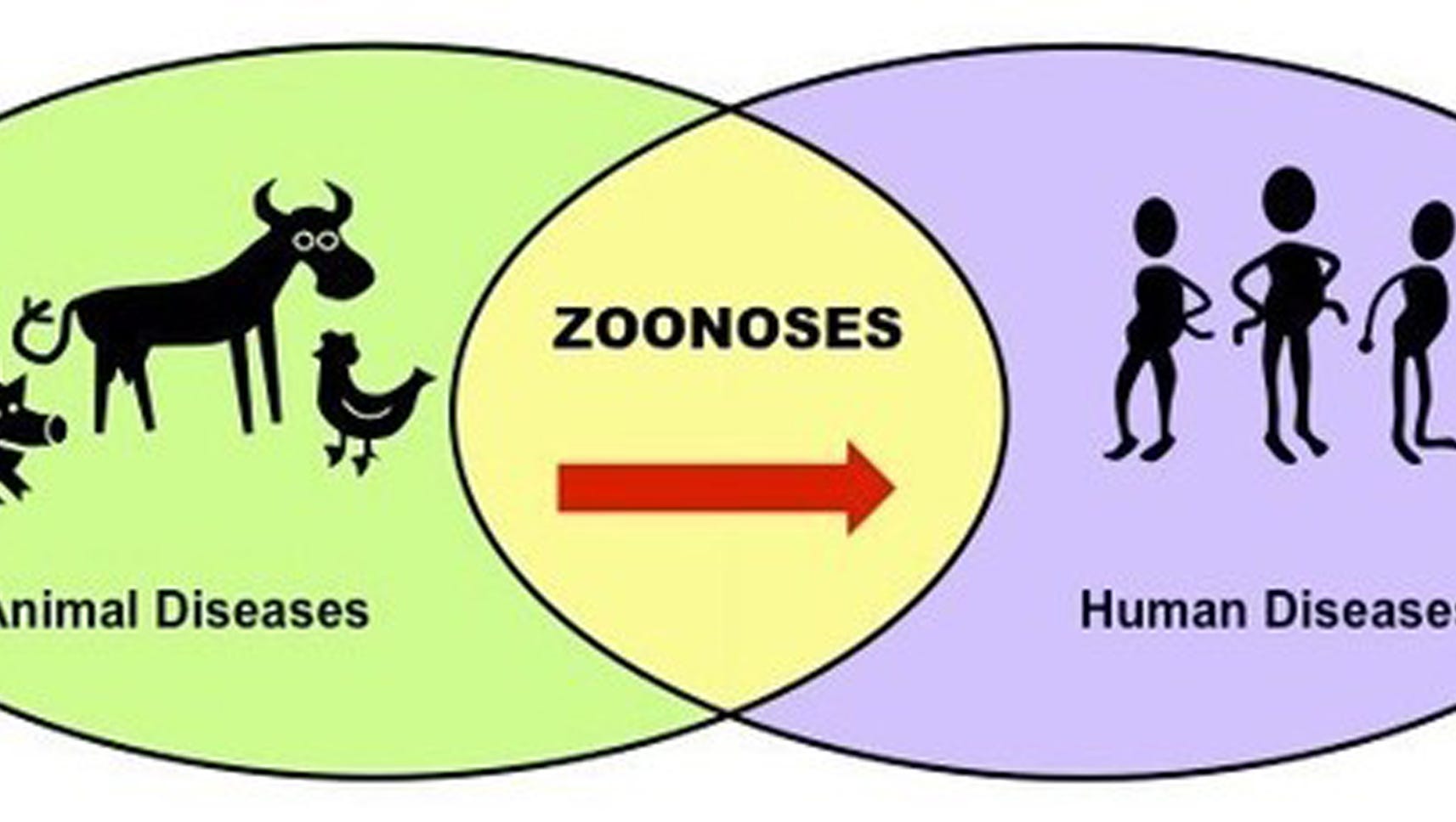 4-H’s Healthy Approach To Zoonotic Diseases