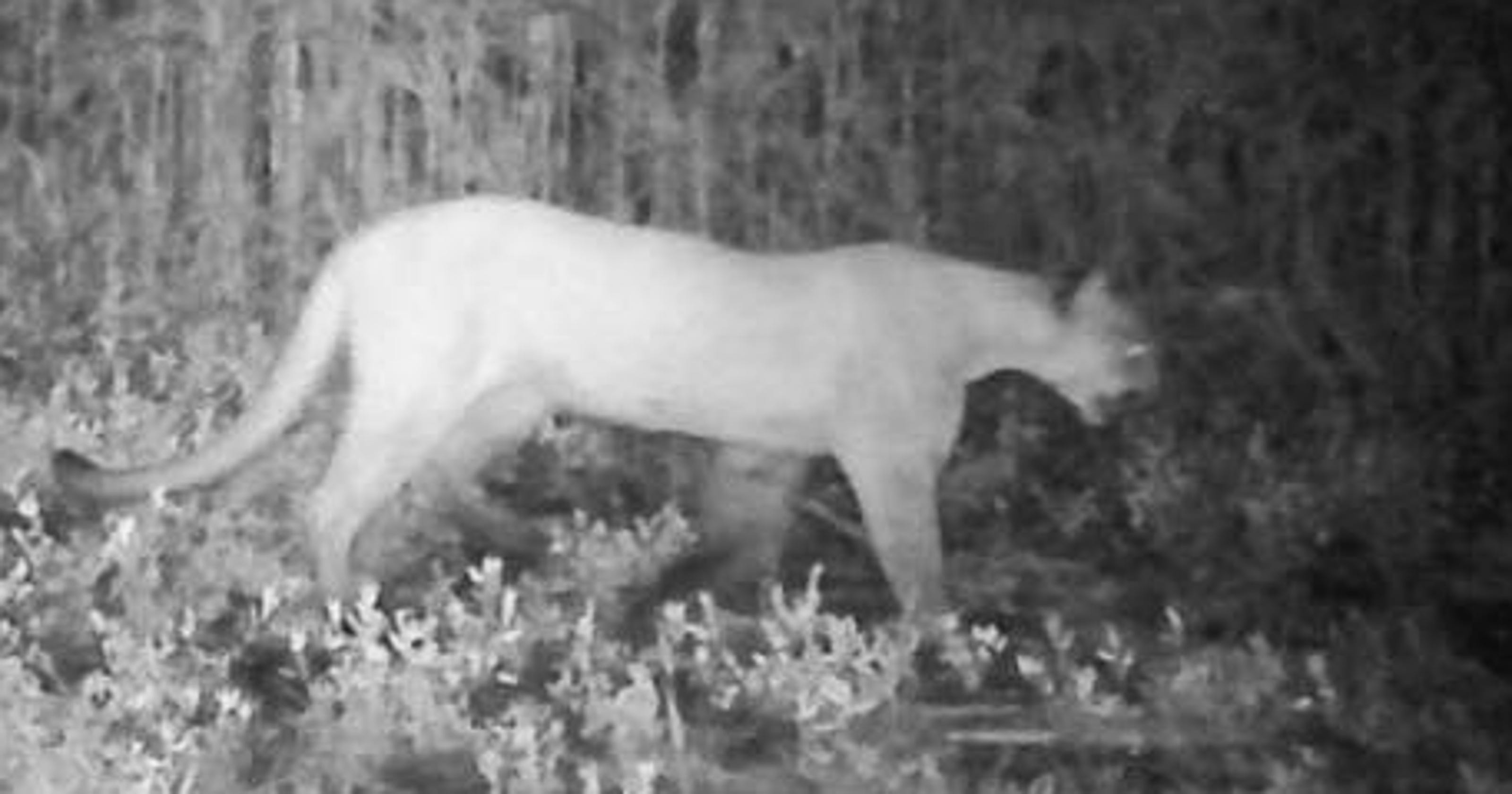 Mountain lion spotted in Iowa