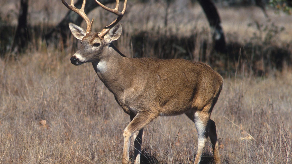 Panel changes Michigan’s deer hunting rules, maintains one ban and creates another