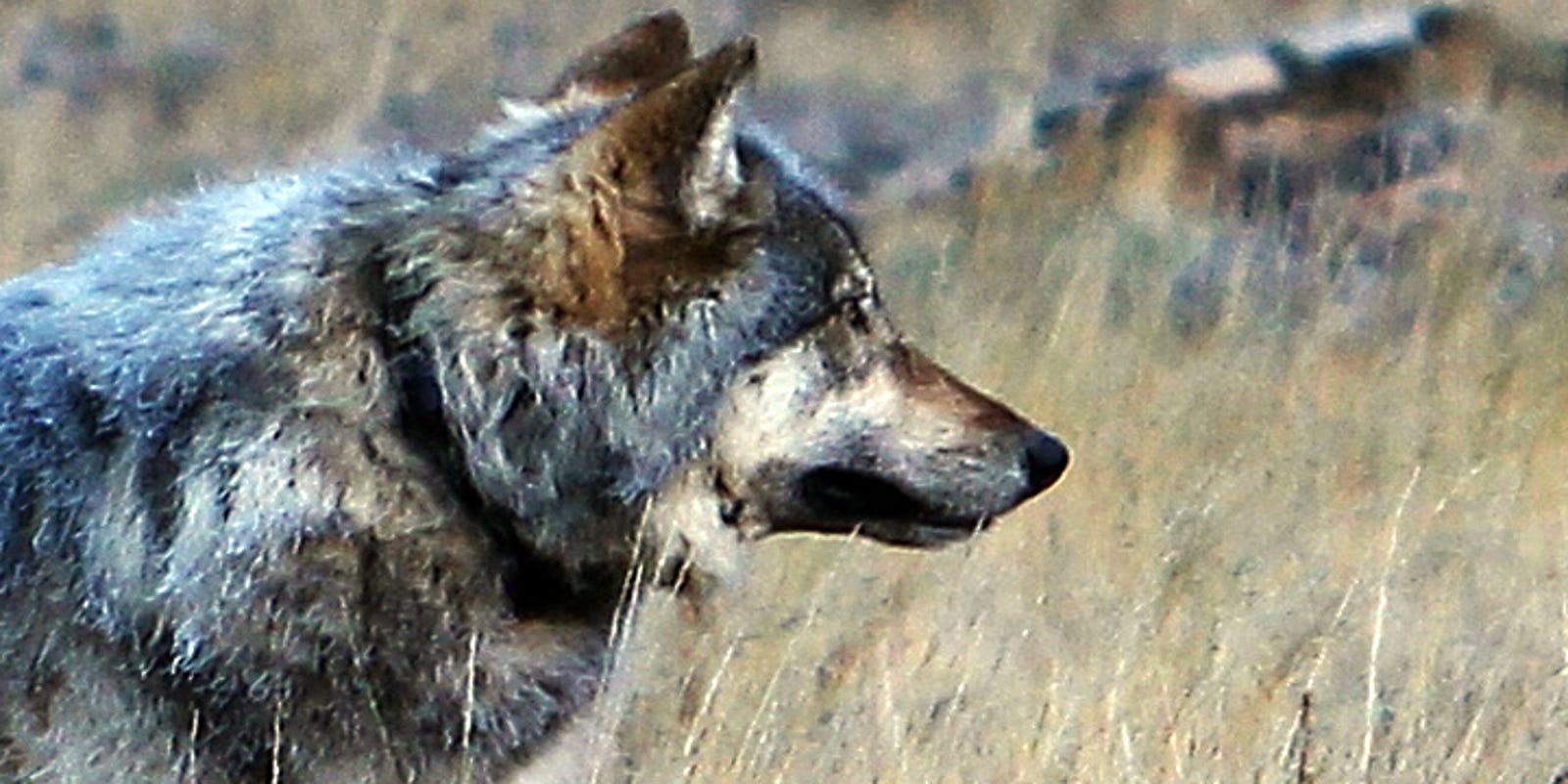 Гранд каньон волк