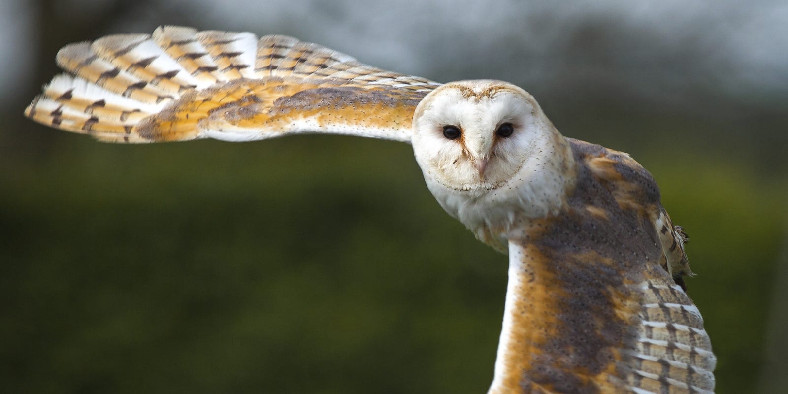 Bird Of The Month Barn Owl