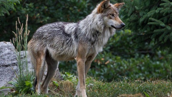 Revival Of Red Wolf Reintroduction Urged