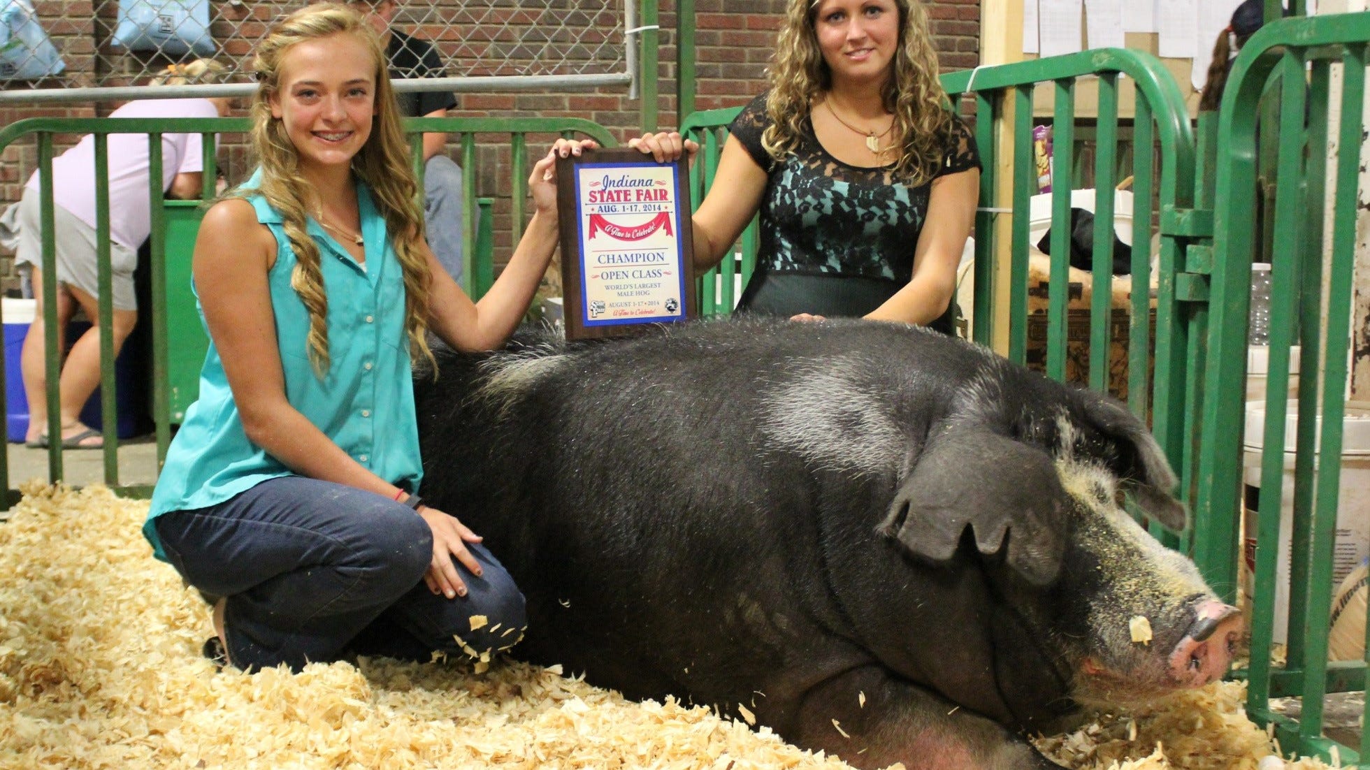 Indiana State Fair crowns world's heaviest hog