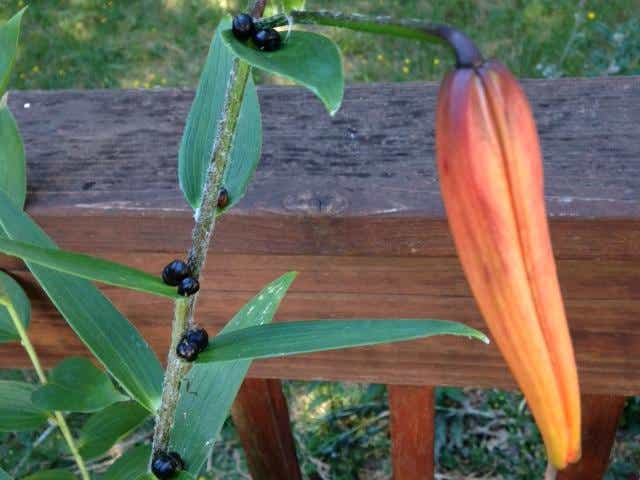 Lilies Find Several Ways To Reproduce Some A Bit Odd