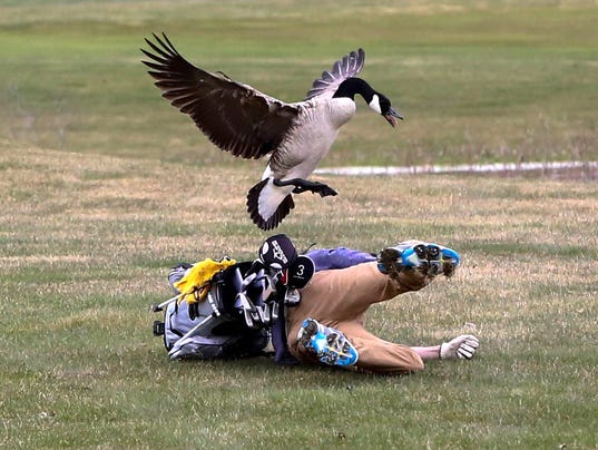 Michigan Golfer, 16, Opens Up After Being Attacked By Goose