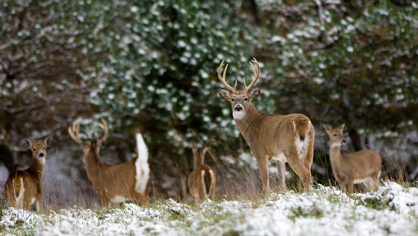 Deer baiting ban ended by Senate, but not in time for hunting season