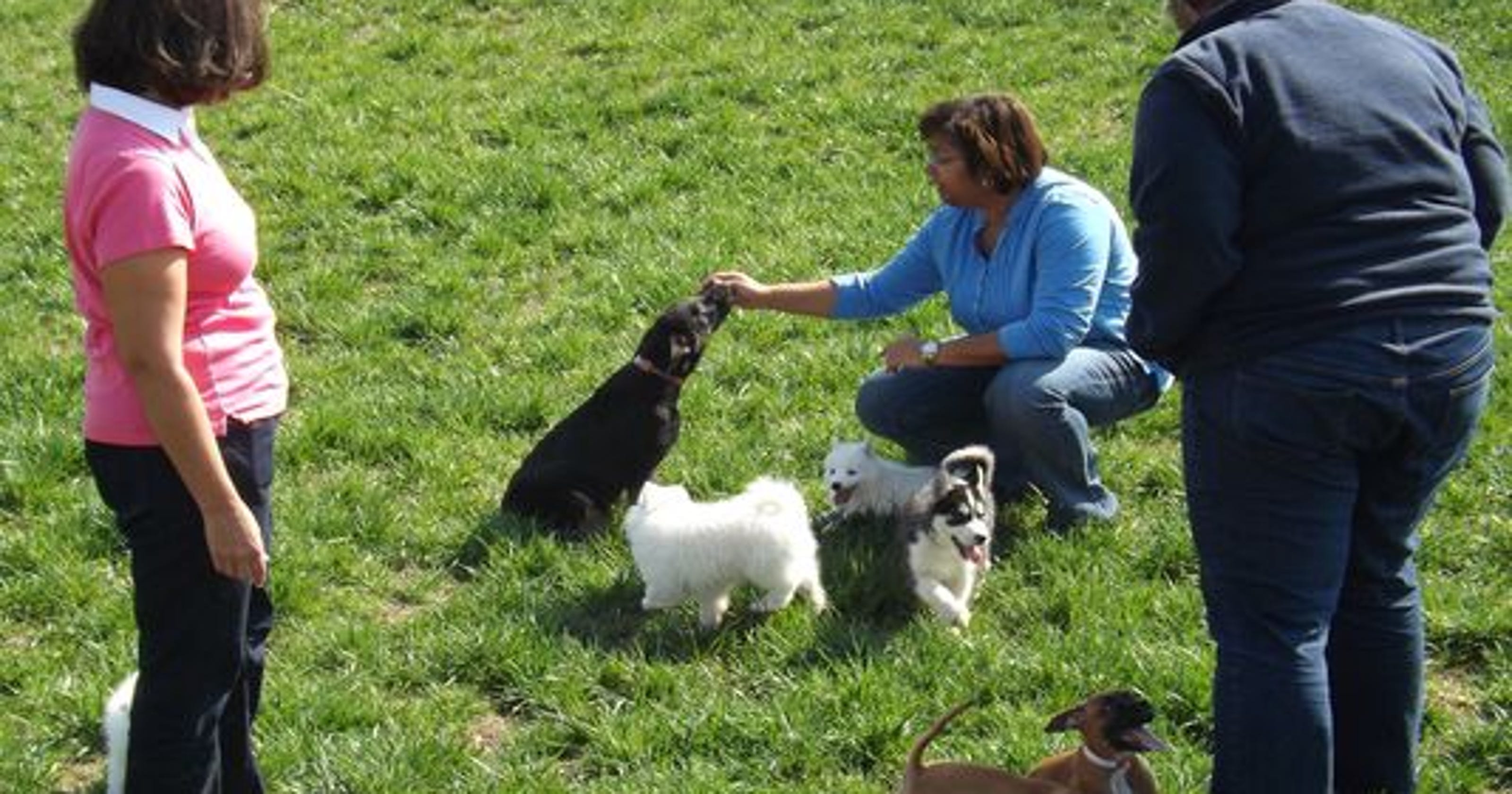 S. Indiana Amish aim to restore dog breeding rep