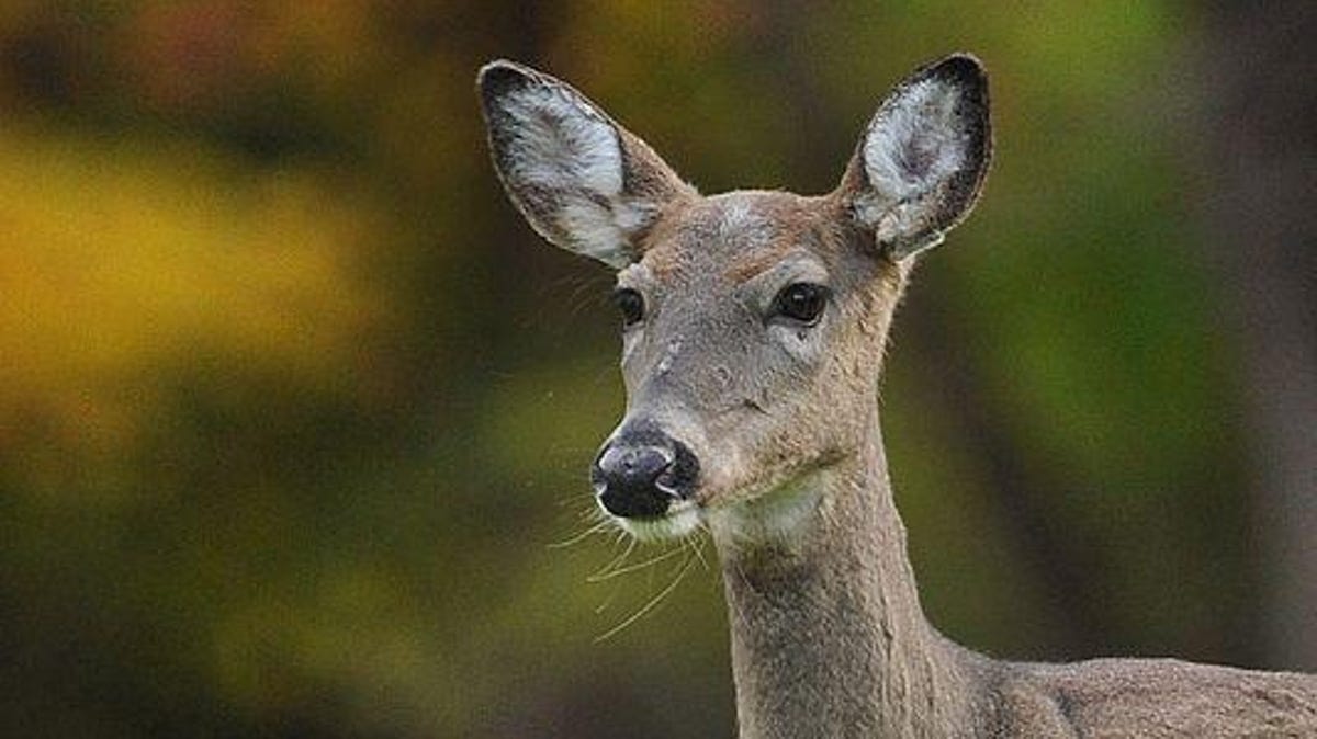 Indy wildlife: State and city parks offer wild views