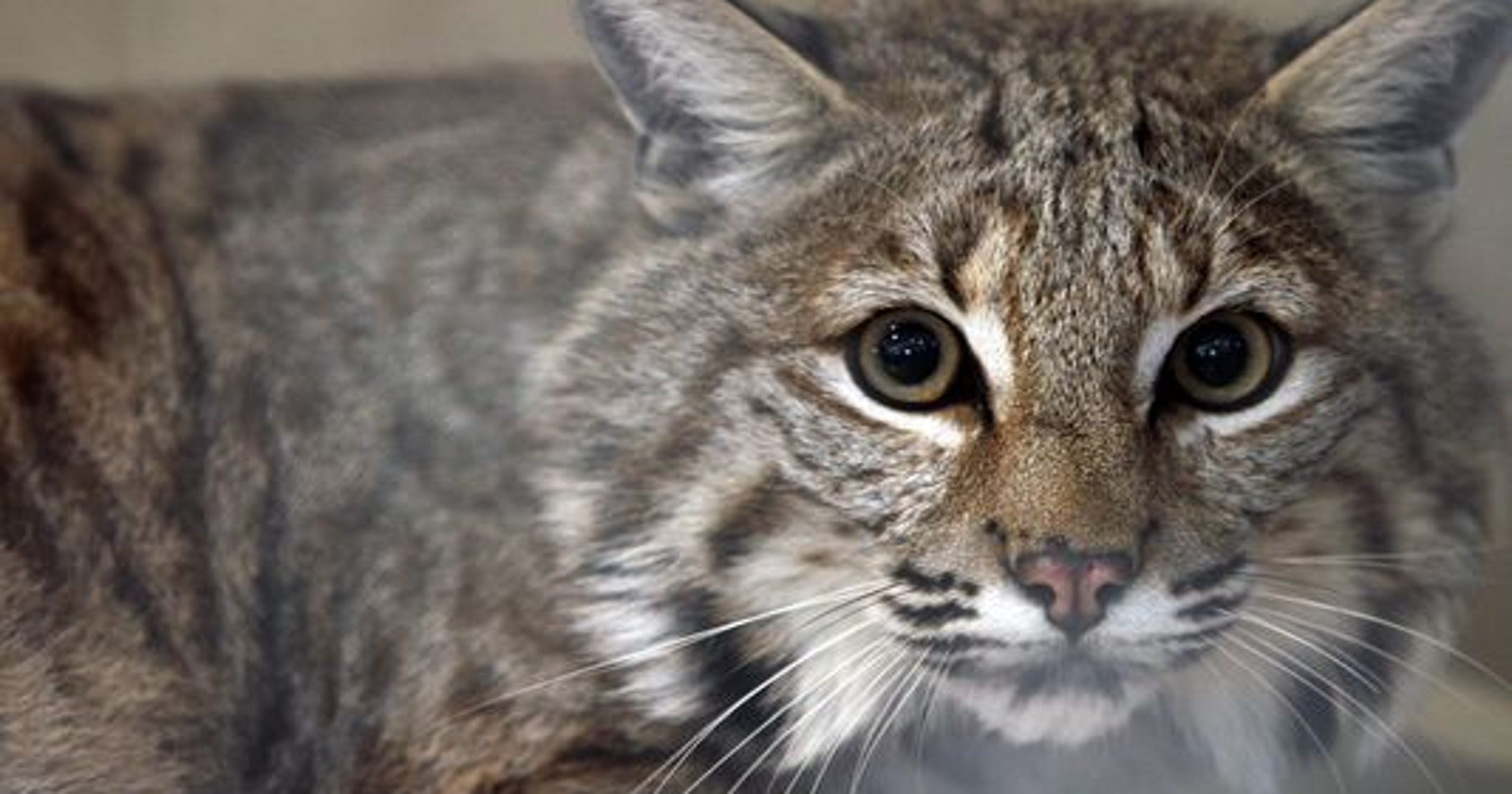 New Jersey woman can bring pet bobcat home