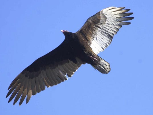 Ugly or beautiful? Local vultures often misunderstood