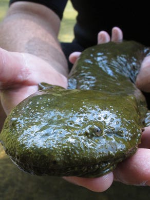 Hellbender salamander in pa