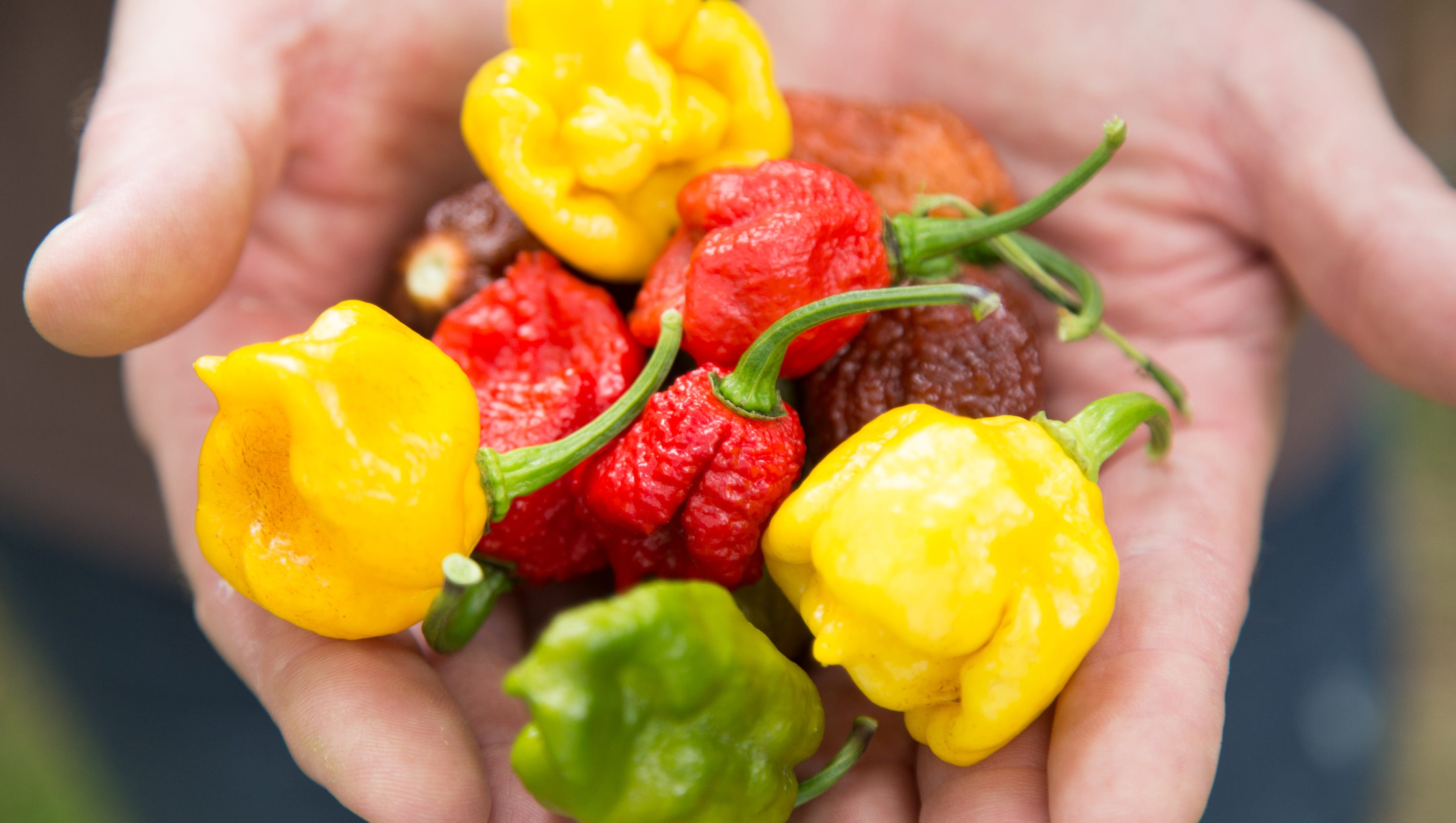 UL alumnus creating world's hottest pepper