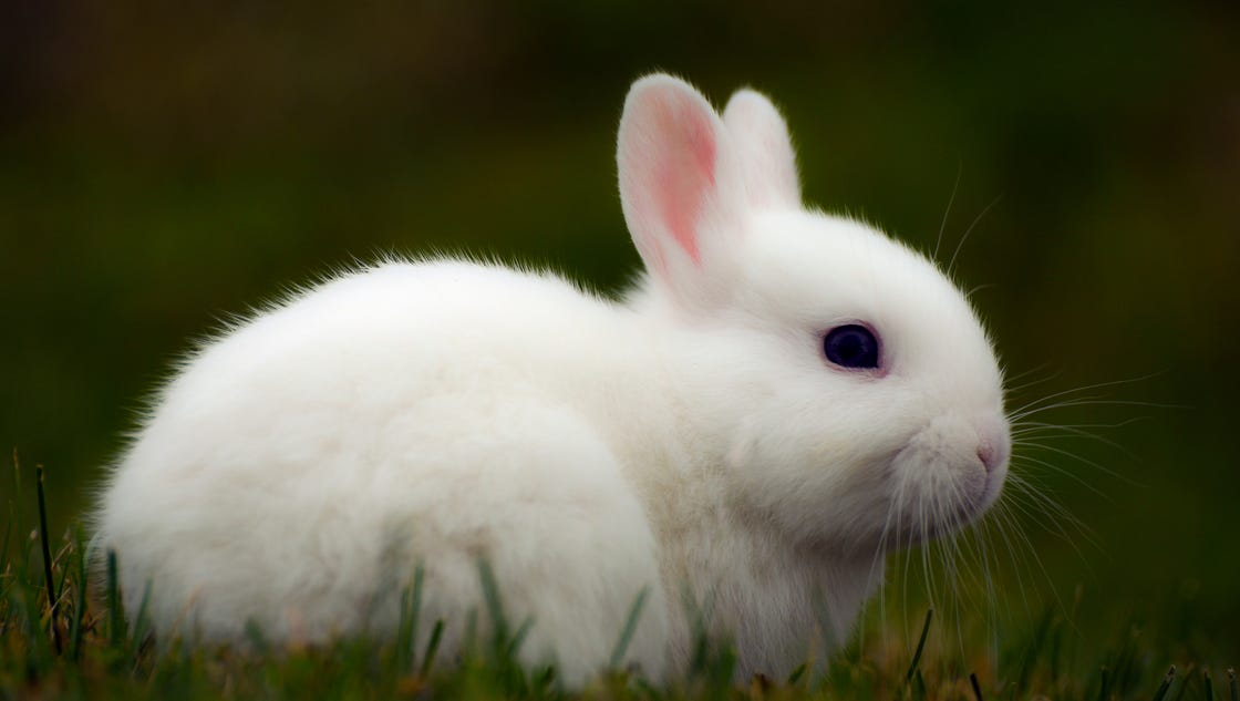Florida man charged with burning bunny that bit him