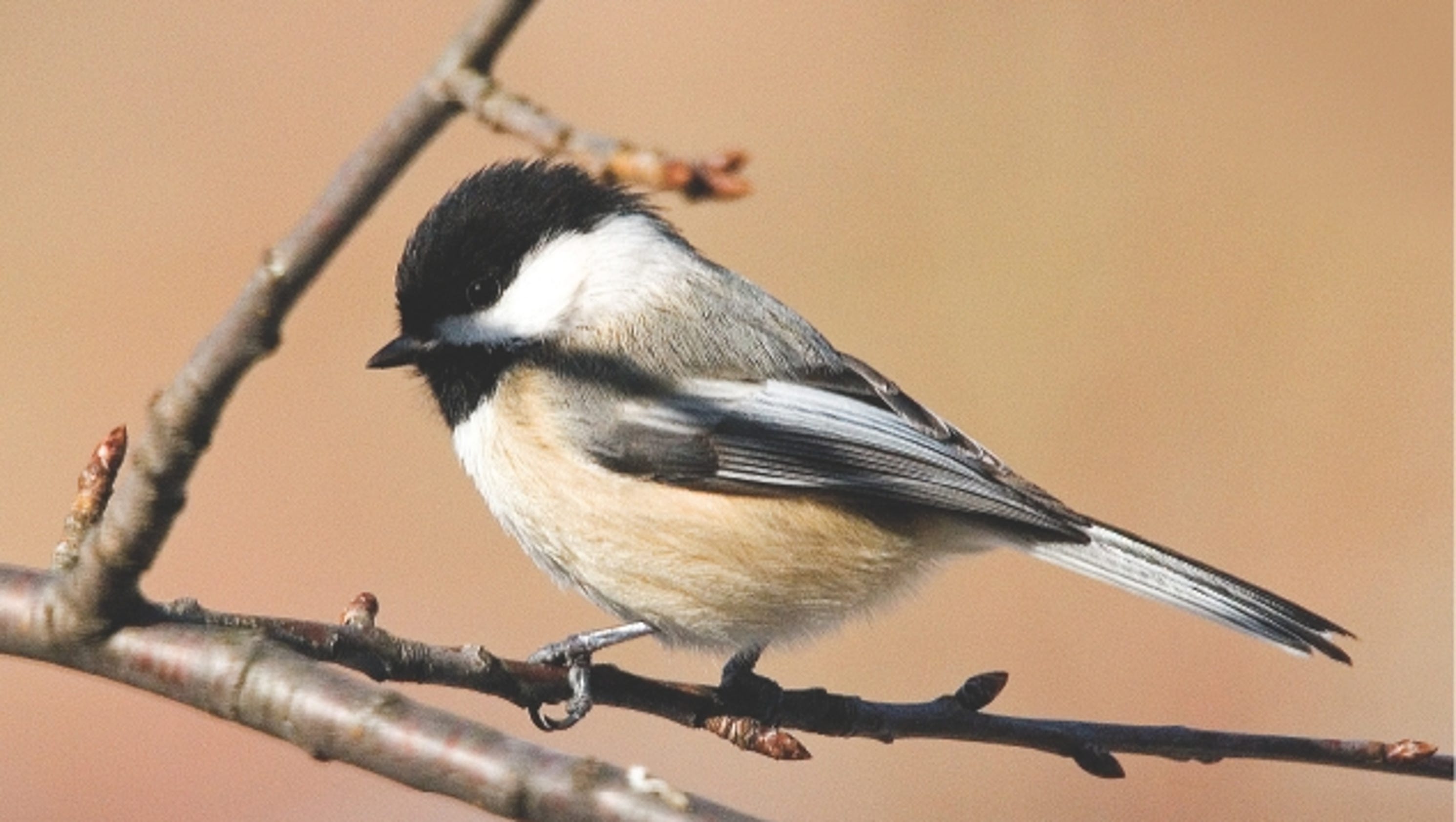 how-to-spot-the-difference-carolina-and-black-capped-chickadees-youtube