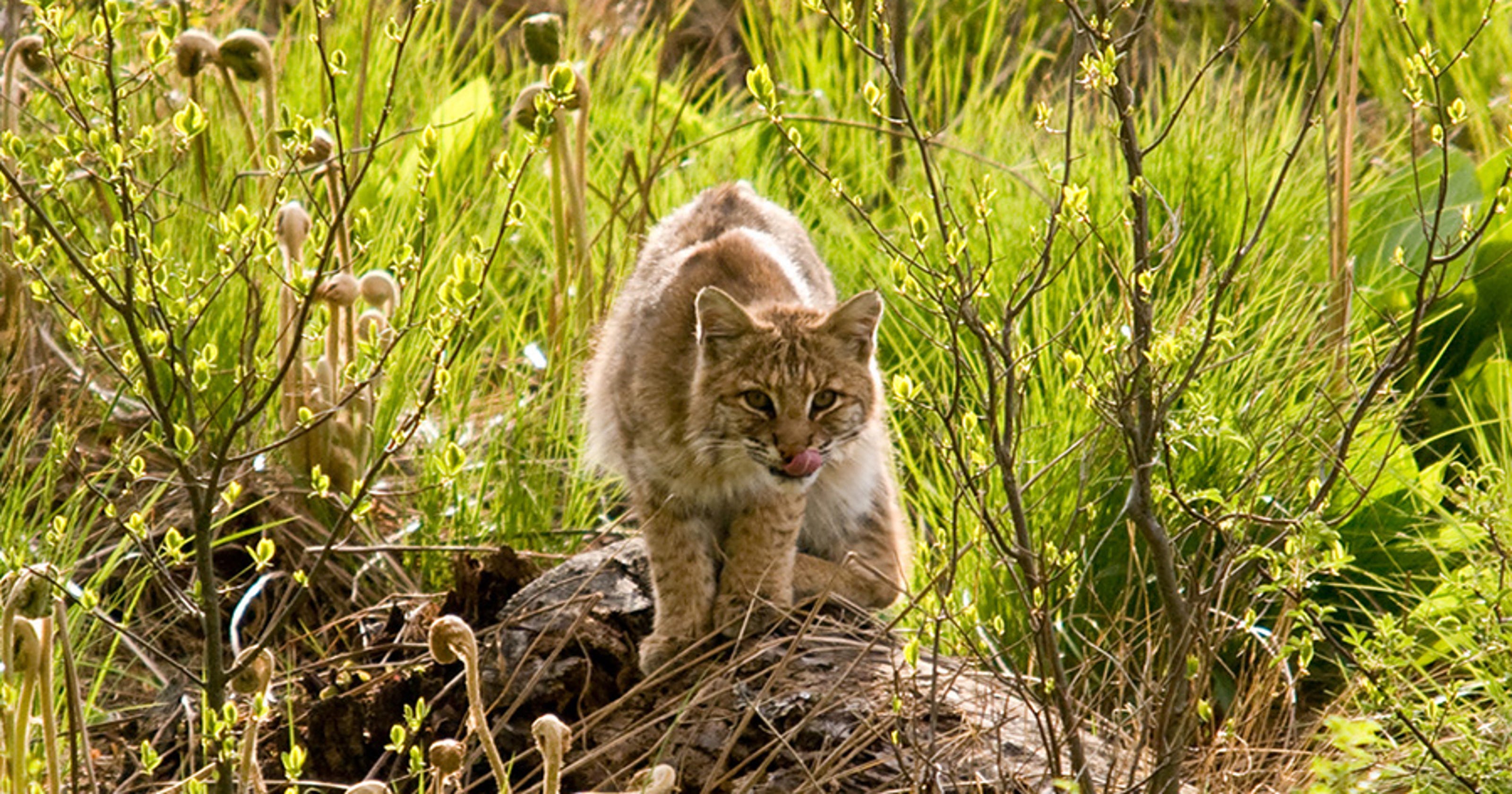 OPINION: Bobcat population rebounding in New Jersey