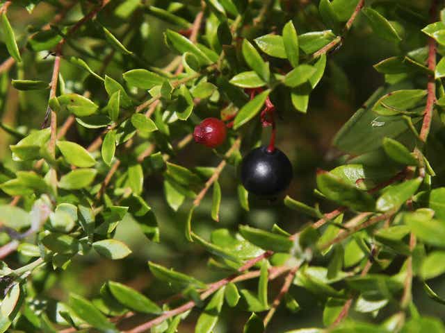 Go Wild Eating Native Plants In Swfl