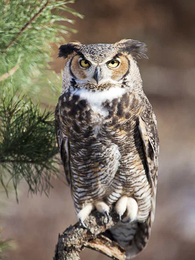 Image result for great horned owl