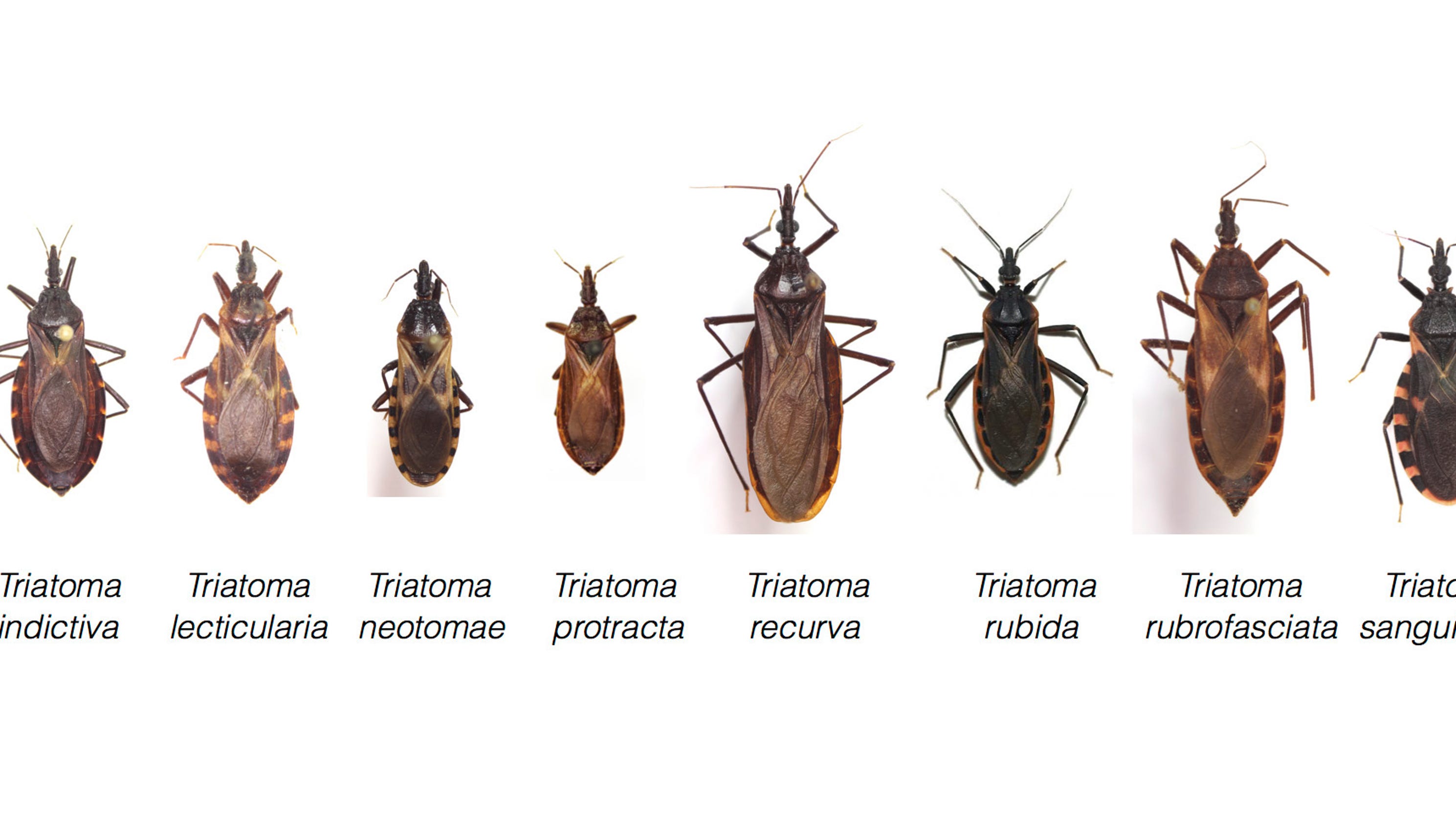 texas-has-11-types-of-kissing-bugs-and-all-carry-deadly-chagas-disease