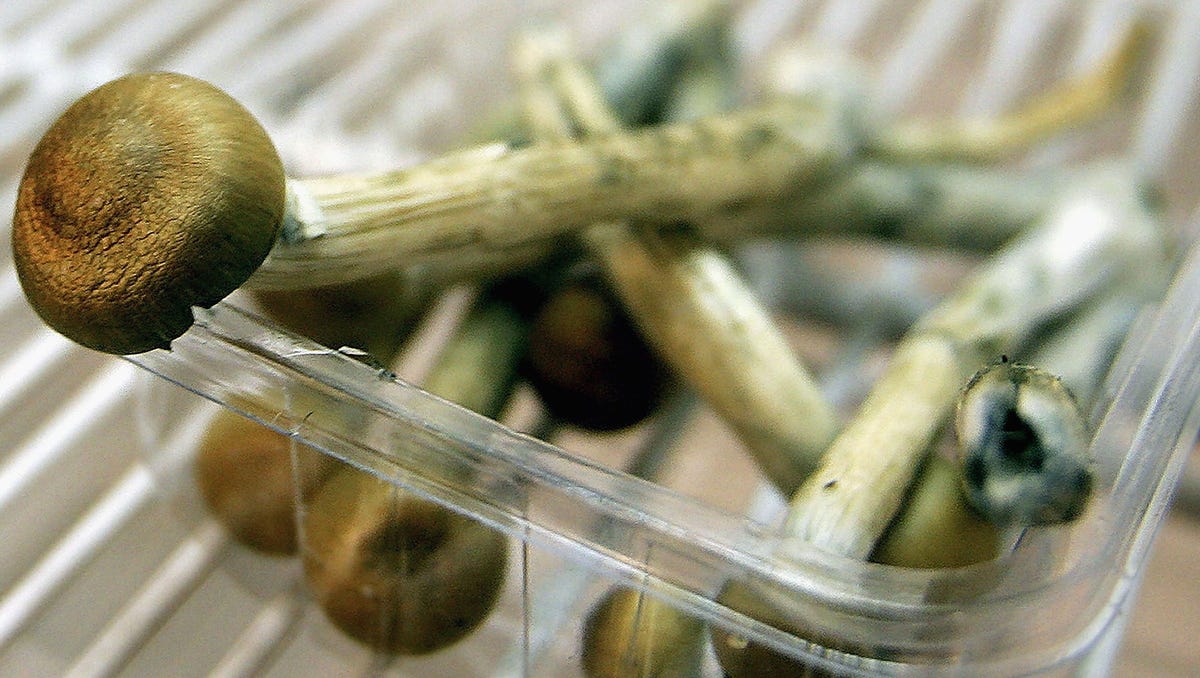 Magic Mushrooms sit in a fridge on July 18, 2005 in London, England.