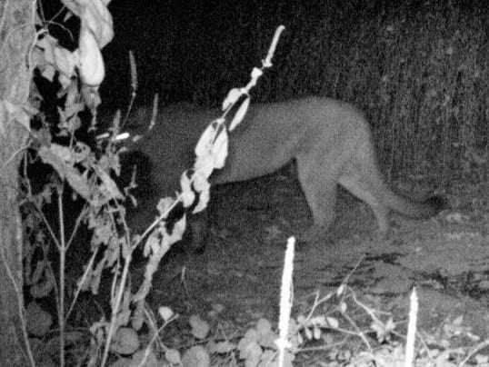 Cougar Sighting Confirmed By TWRA