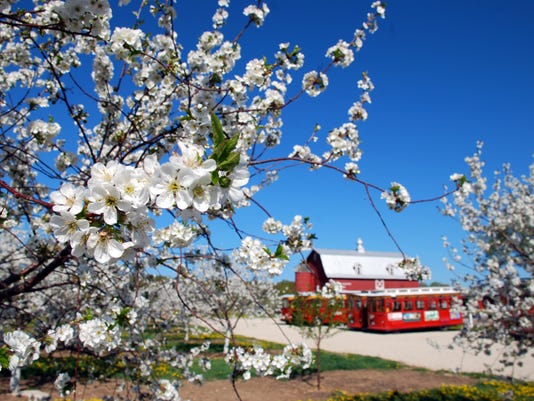 Door County S Cherry Blossoms Put On A Dazzling Display