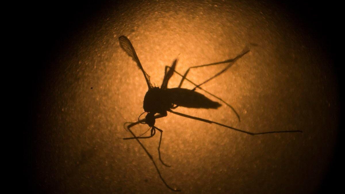 Springdale mosquitoes test positive for West Nile virus. What you should know