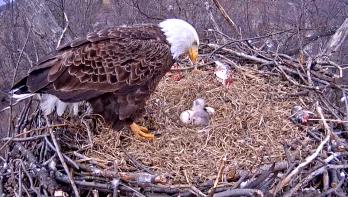 Second eaglet hatches in Hanover-area nest