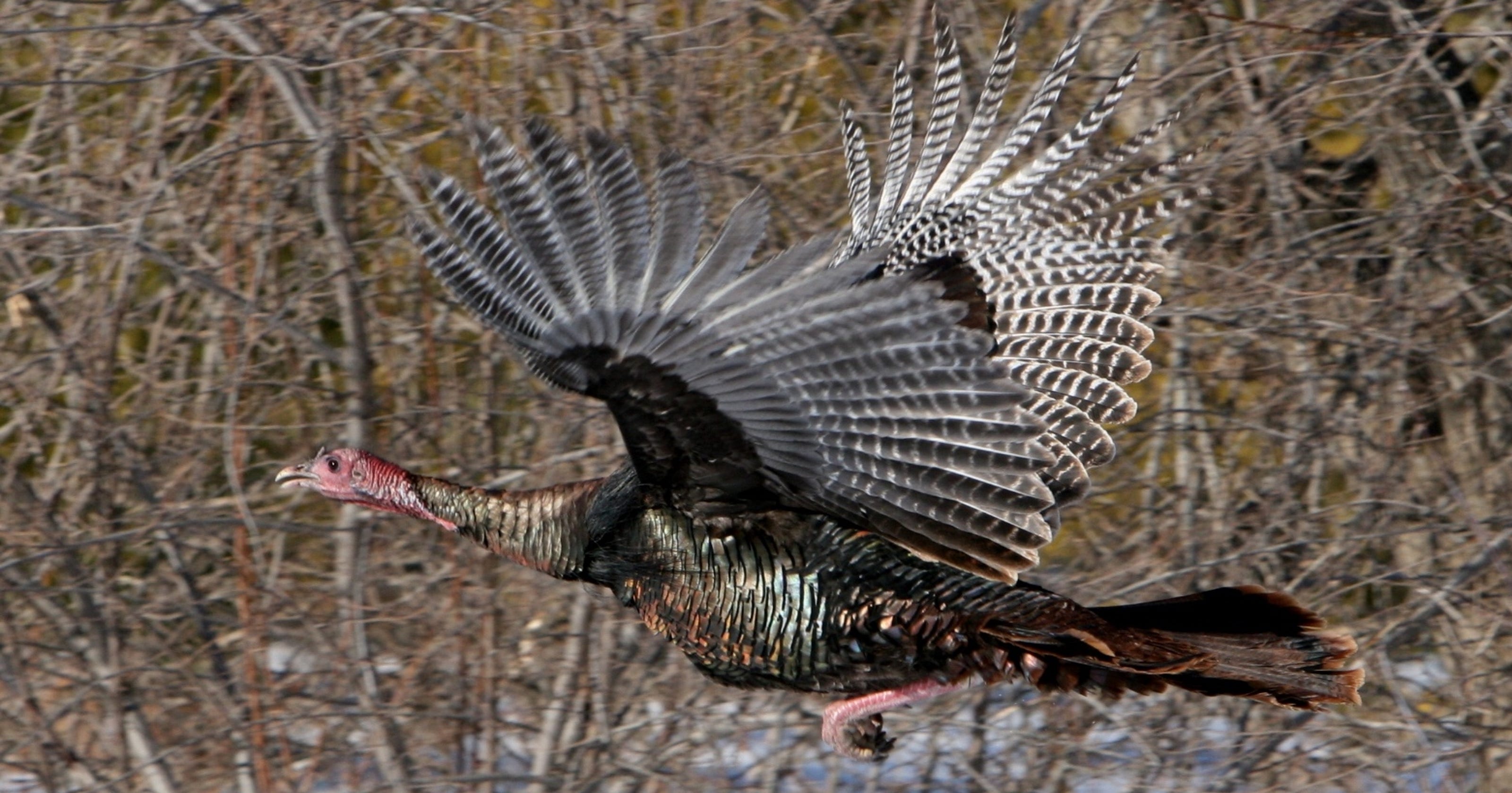 Smith Wisconsin turkey flock a wild success story