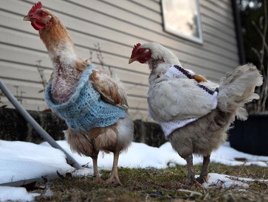 It's Sweater Weather For Chickens With No Feathers