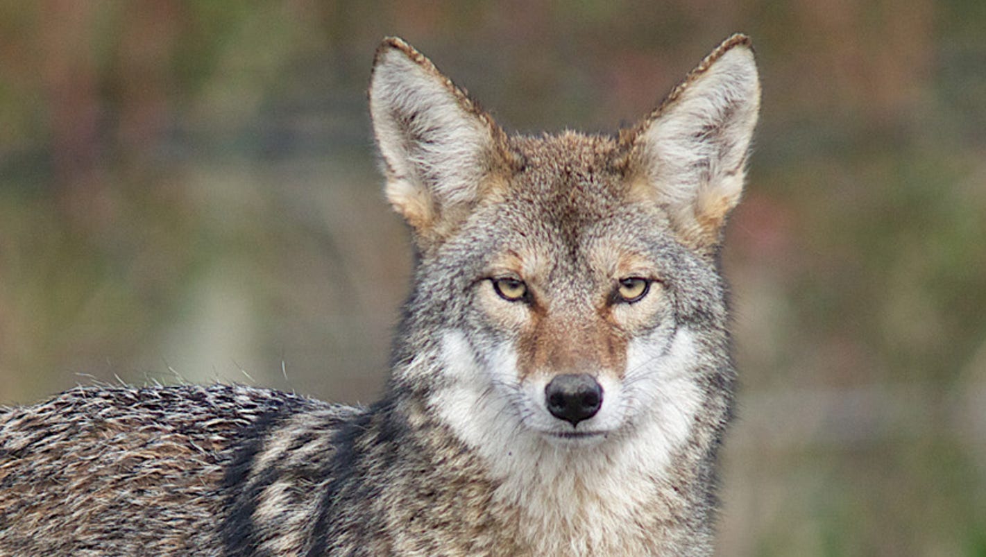 Coyotes near Yonkers Raceway prompt meeting Thursday