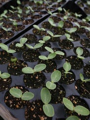 watermelon seedlings for sale