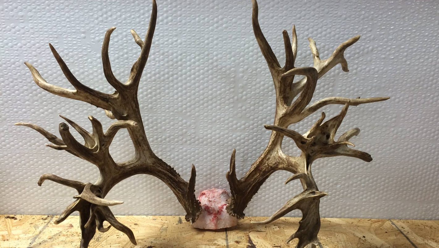 potential-world-record-deer-antlers-could-be-worth-100-000