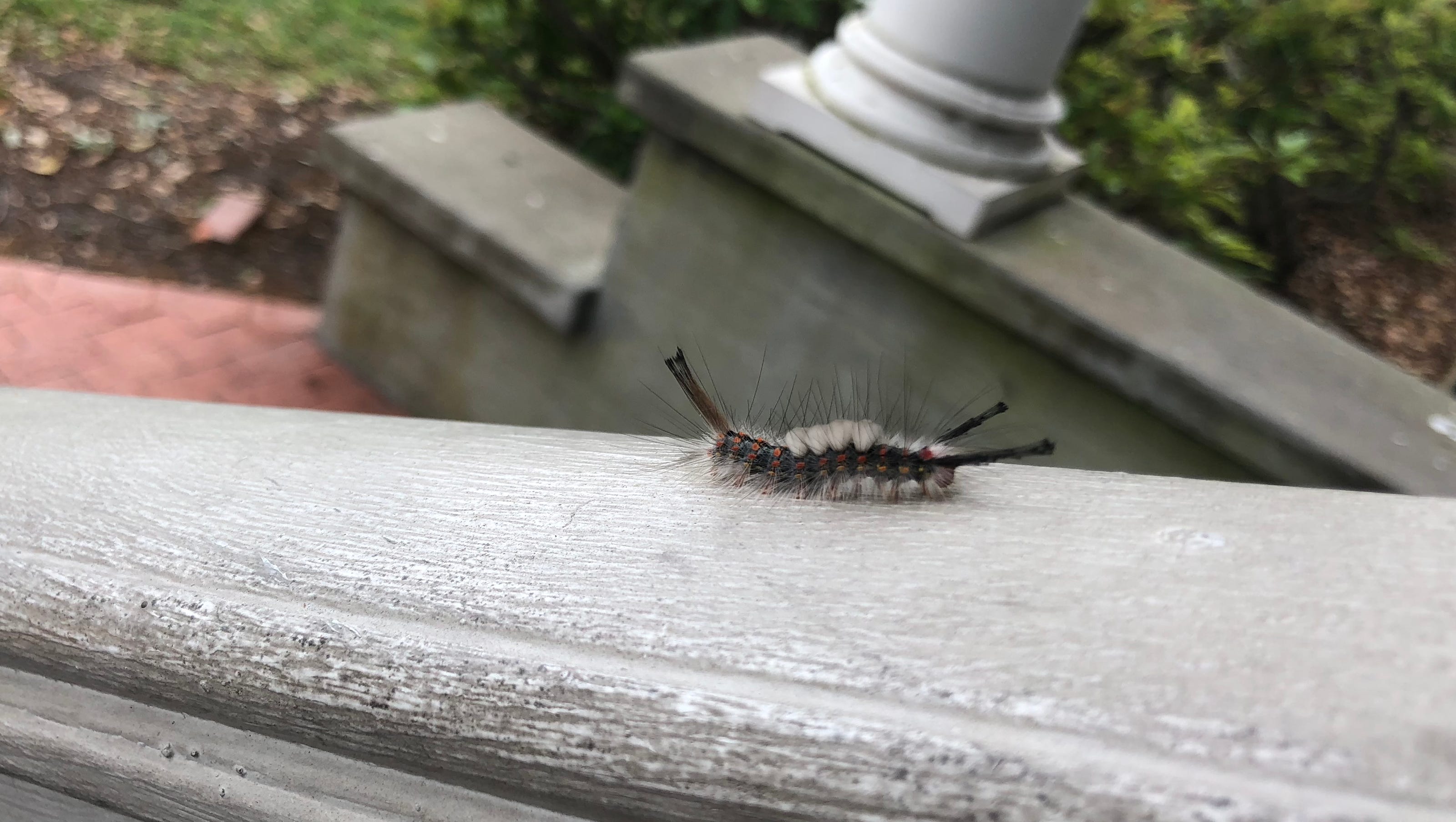 Tussock Moth Caterpillars Are Crawling Around South Texas