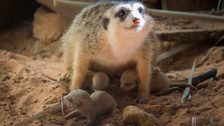 A proud mama with her meerkat pups at the Brevard Zoo.