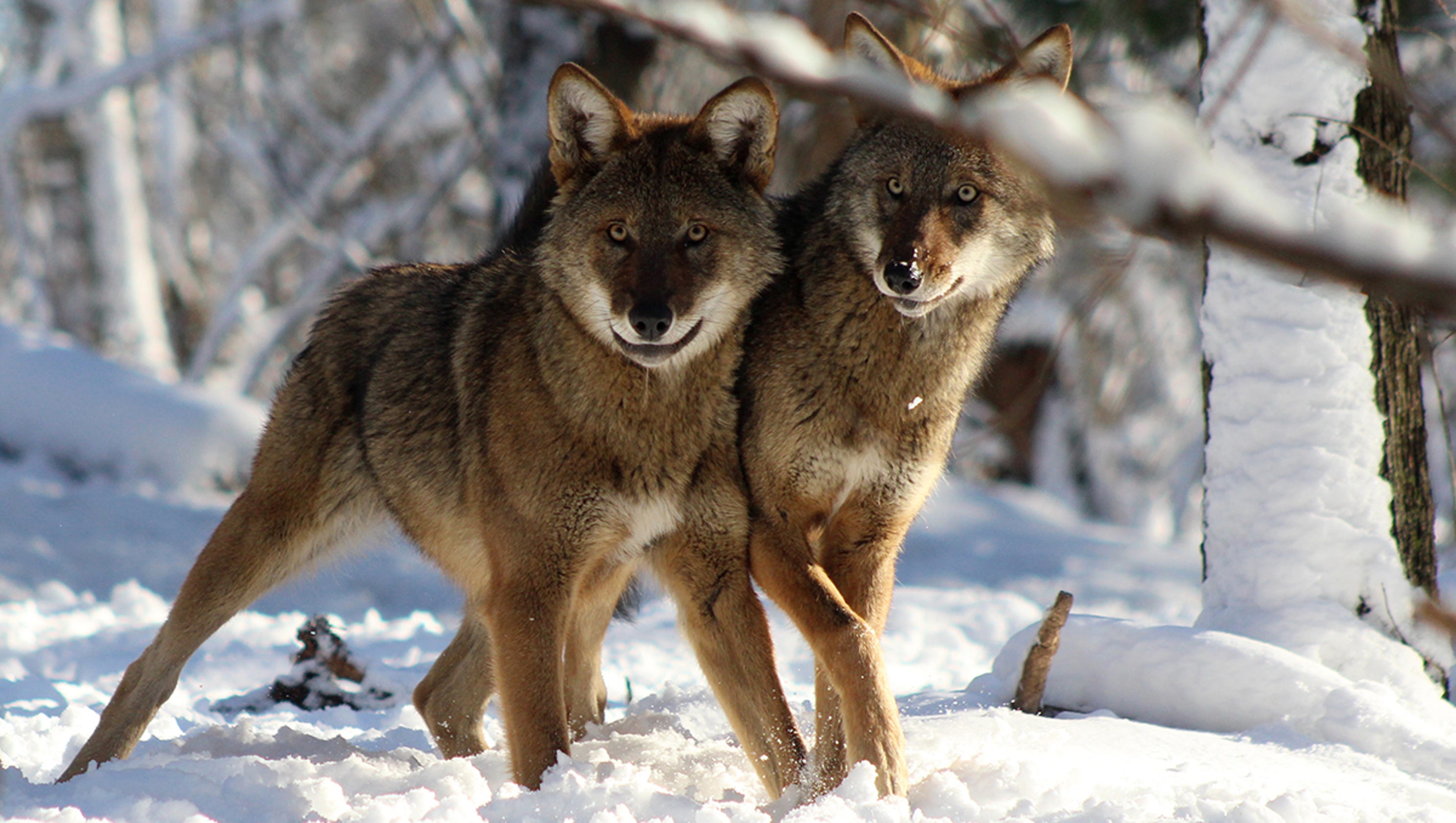 North Carolina’s red wolf is again on the verge of disappearing from