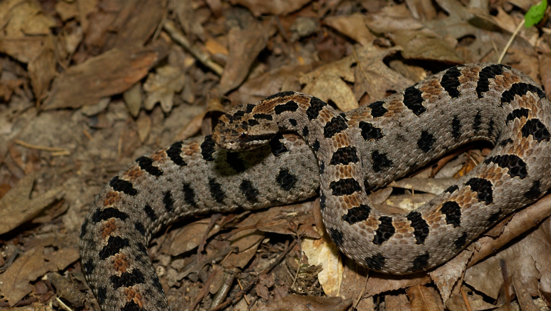 Critter Of The Week: Western Pygmy Rattlesnake