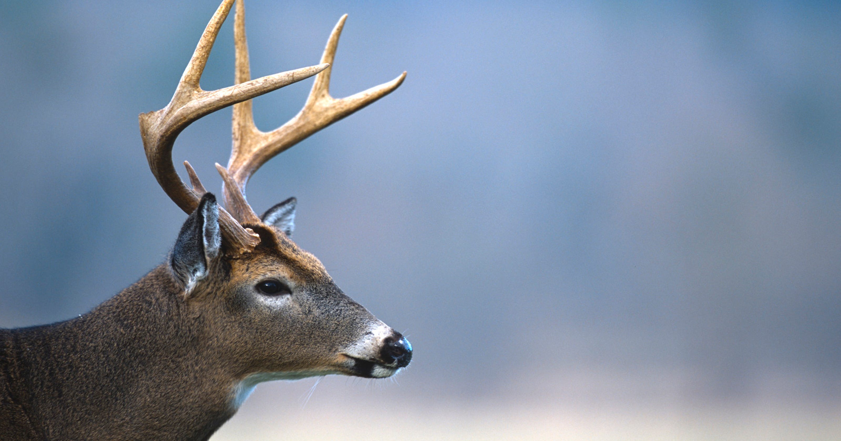 Deer hunters in WNC kill a record number of antlered bucks this year