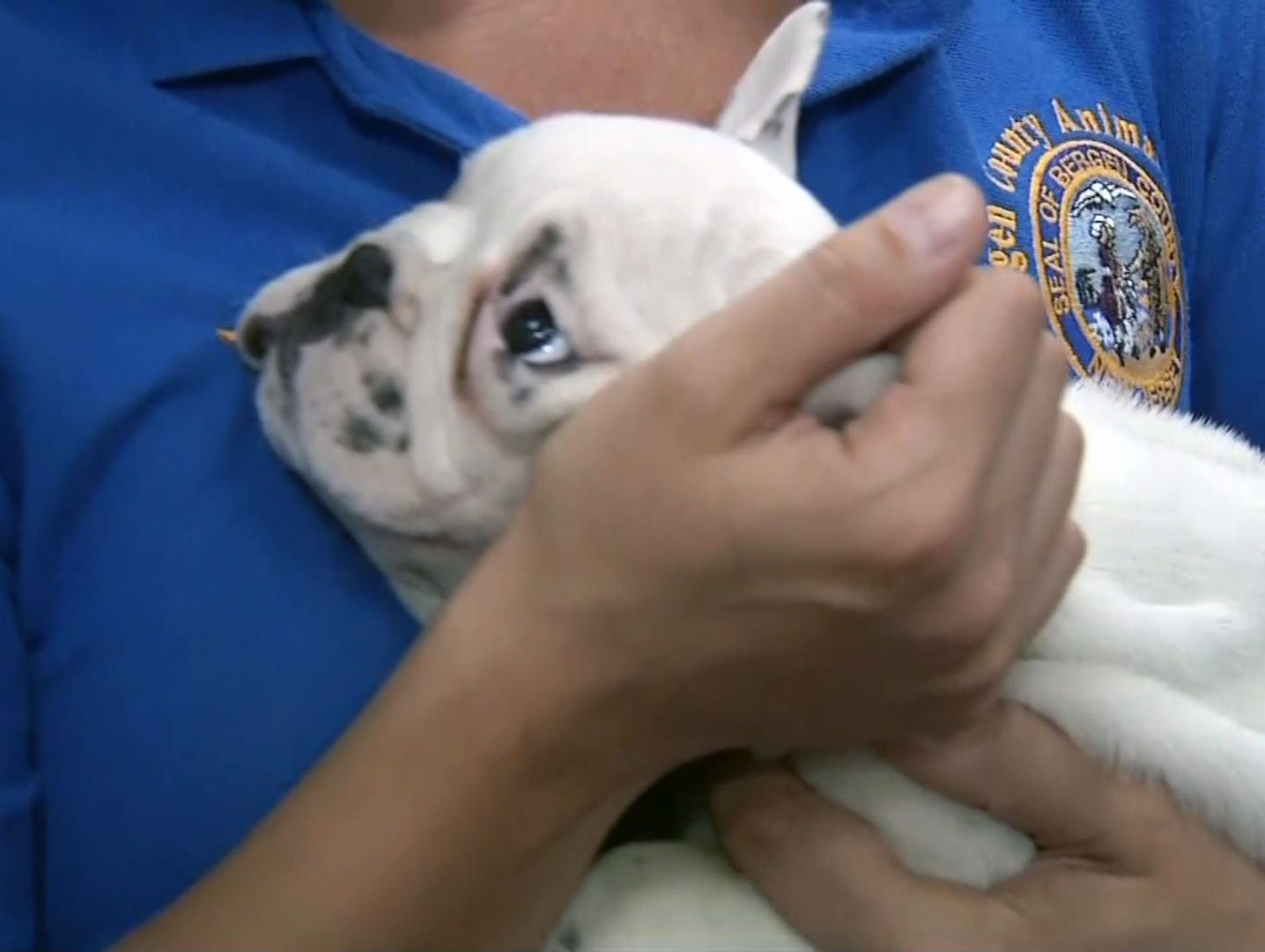 The Bergen County SPCA rescued 26 French and English bulldog puppies that were left unattended in a van in Garfield.