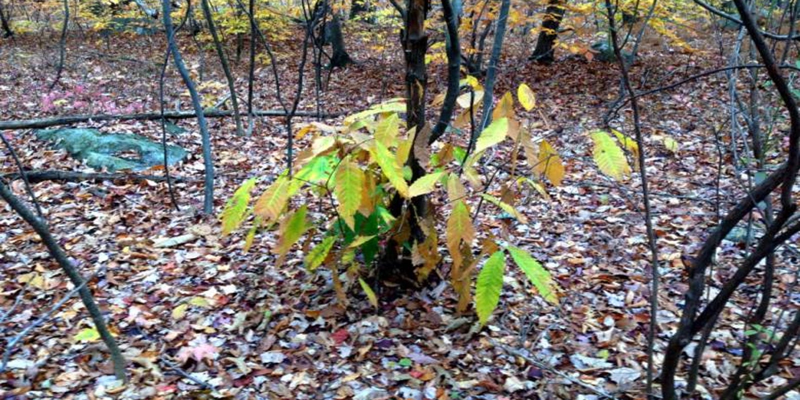 Can The Nearly Extinct American Chestnut Once A Mainstay Be Revived - 