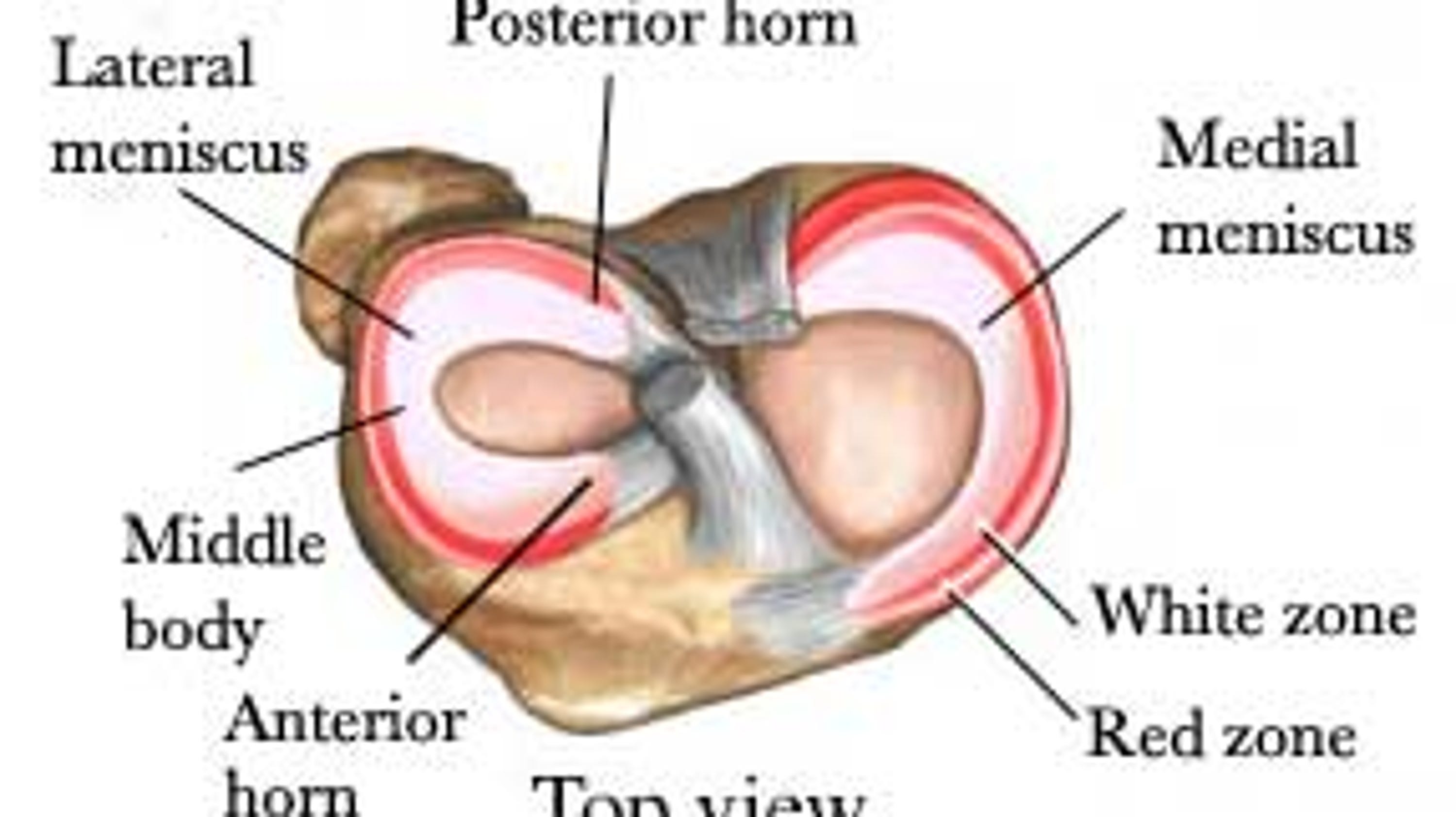 The Injury Zone Basic Anatomy And Function Of The Meniscus