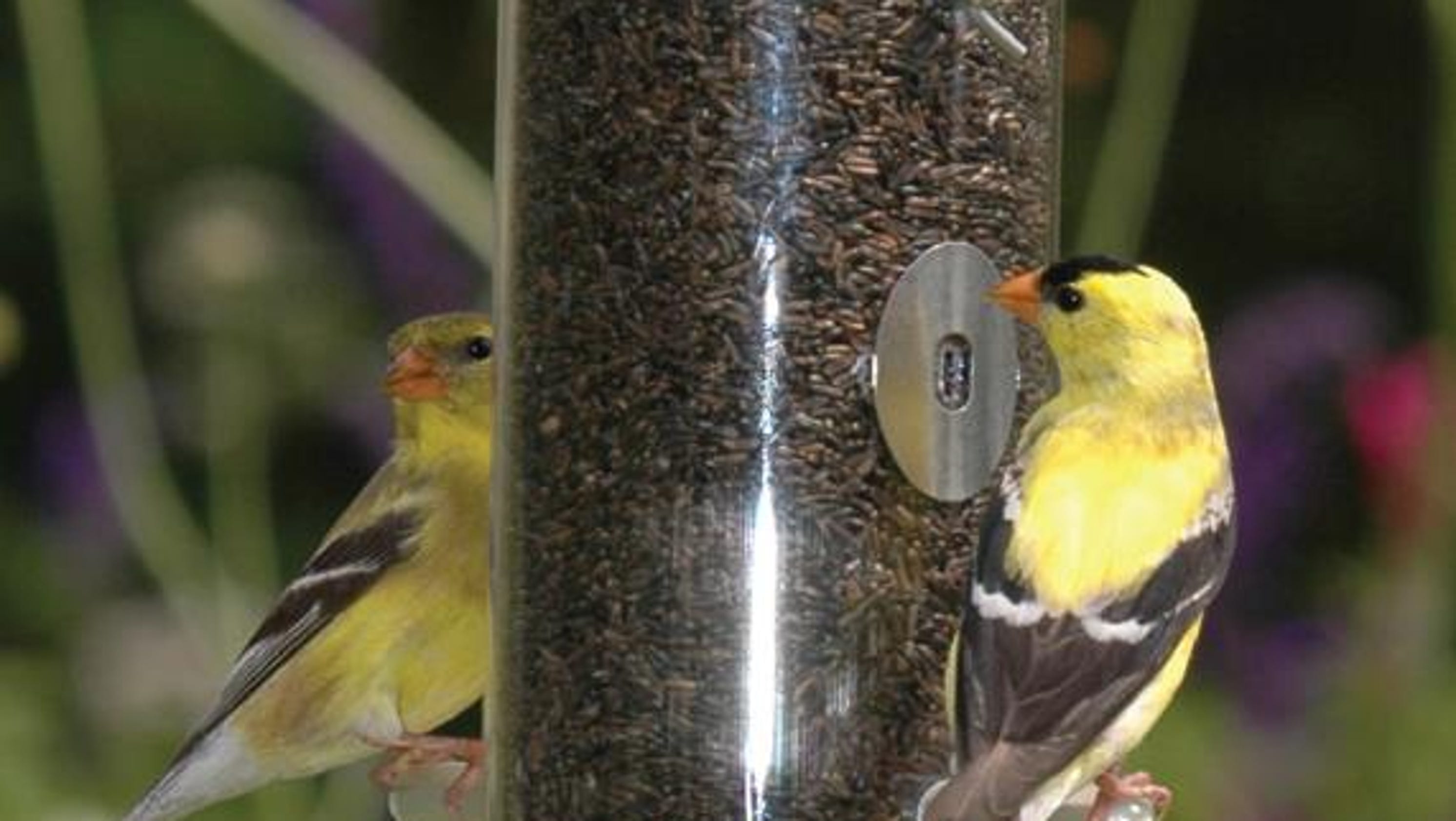 Wild Birds Unlimited Free Bird Food