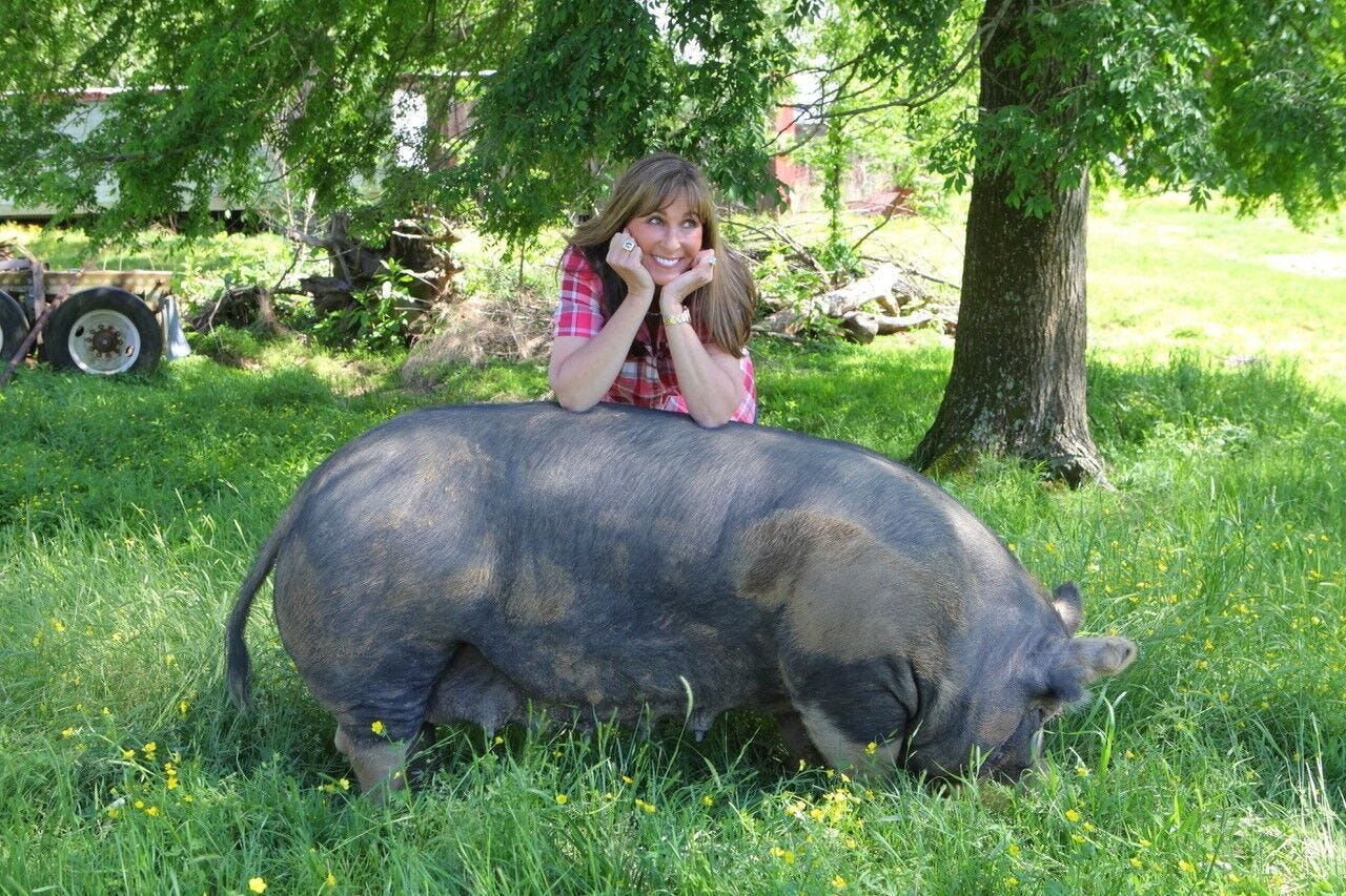 Winningest Woman In Bbq Breeds Perfect Pig For Memphis In May