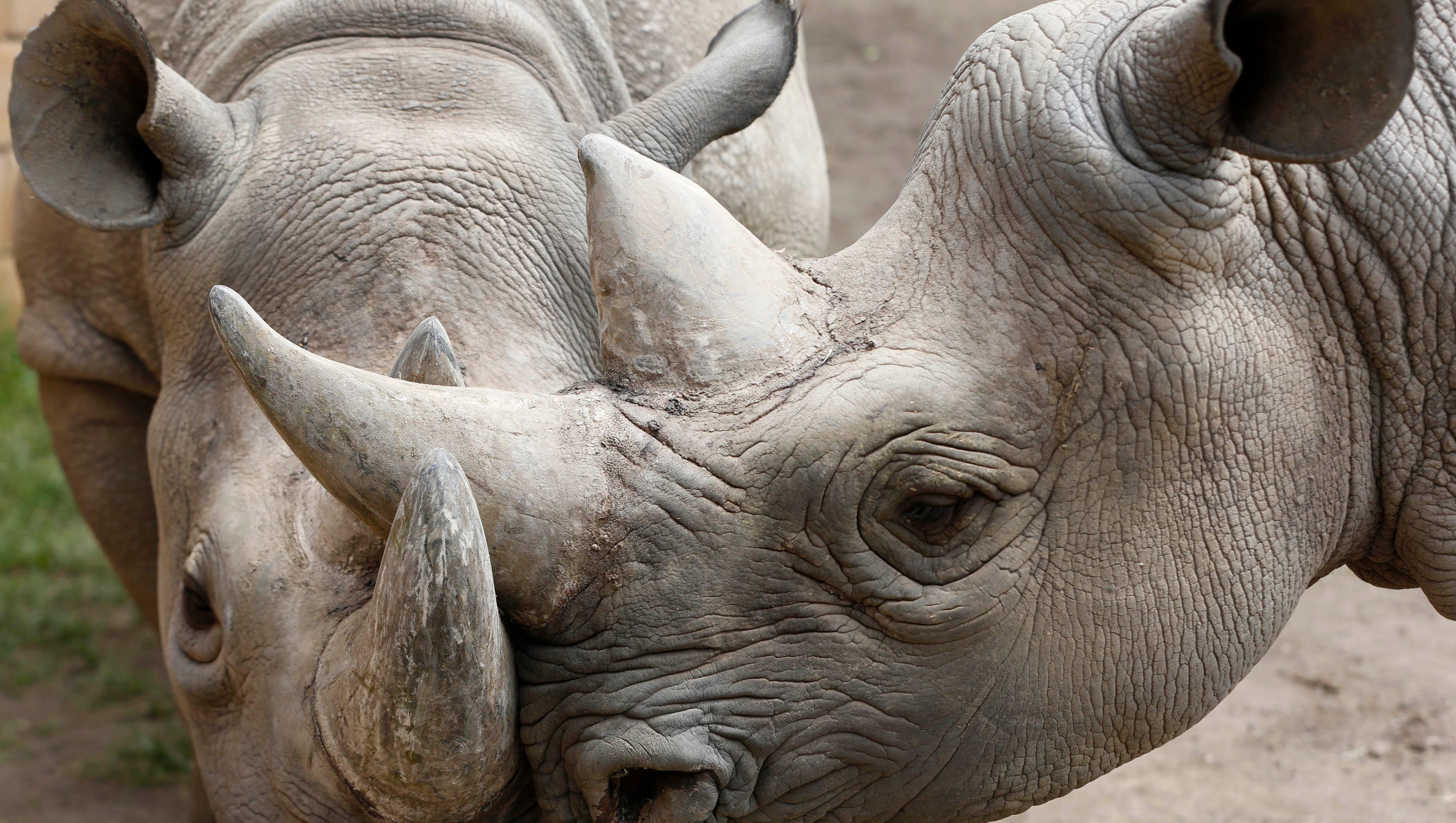 6 photos: Blank Park Zoo rhino pregnant