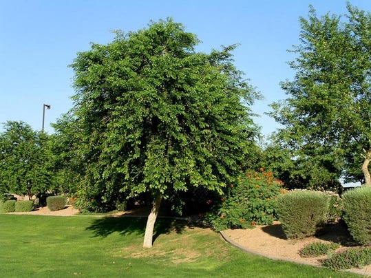 Sissoo tree's surface roots can cause headaches