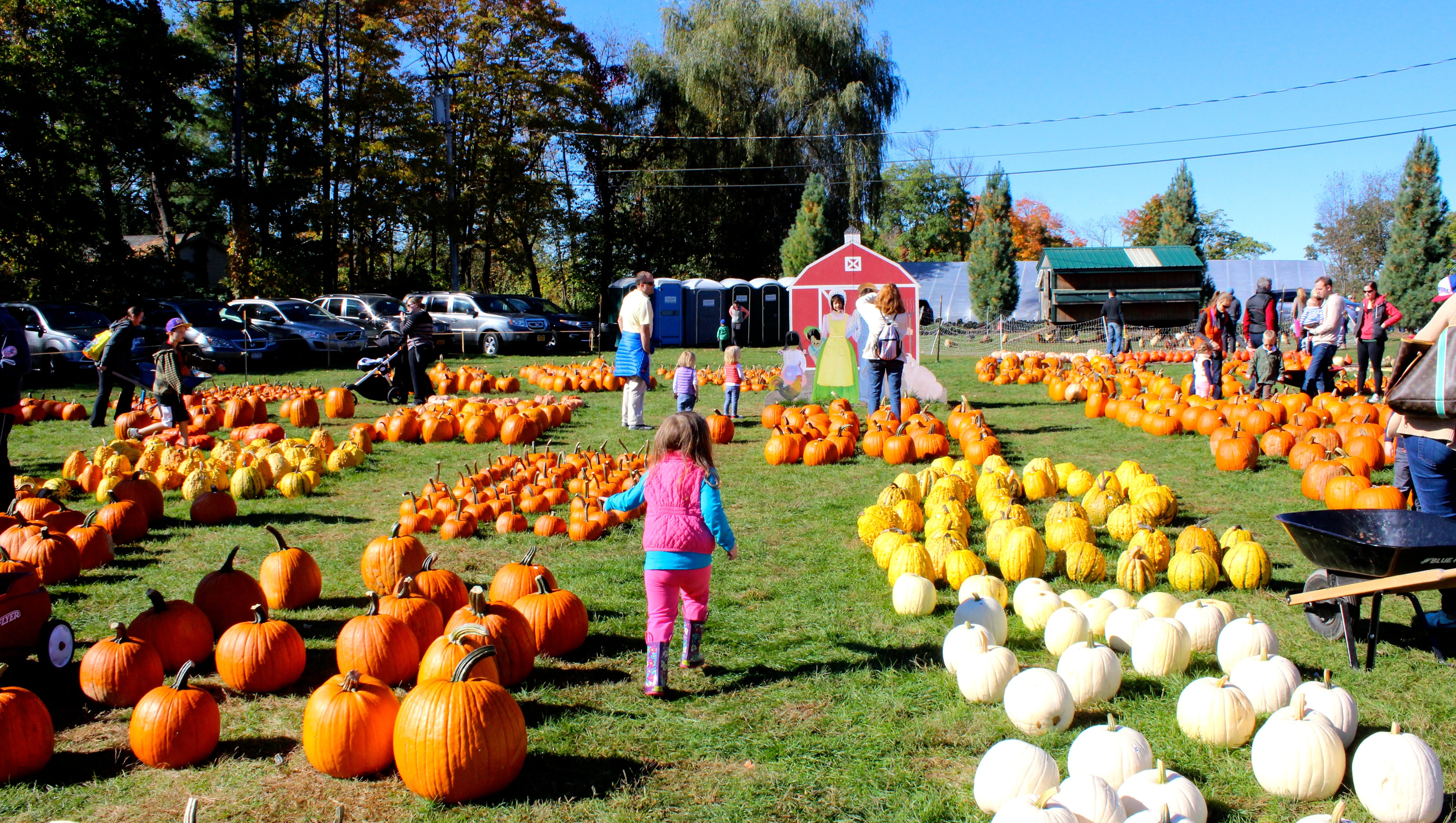 harvest moon pumpkin patch