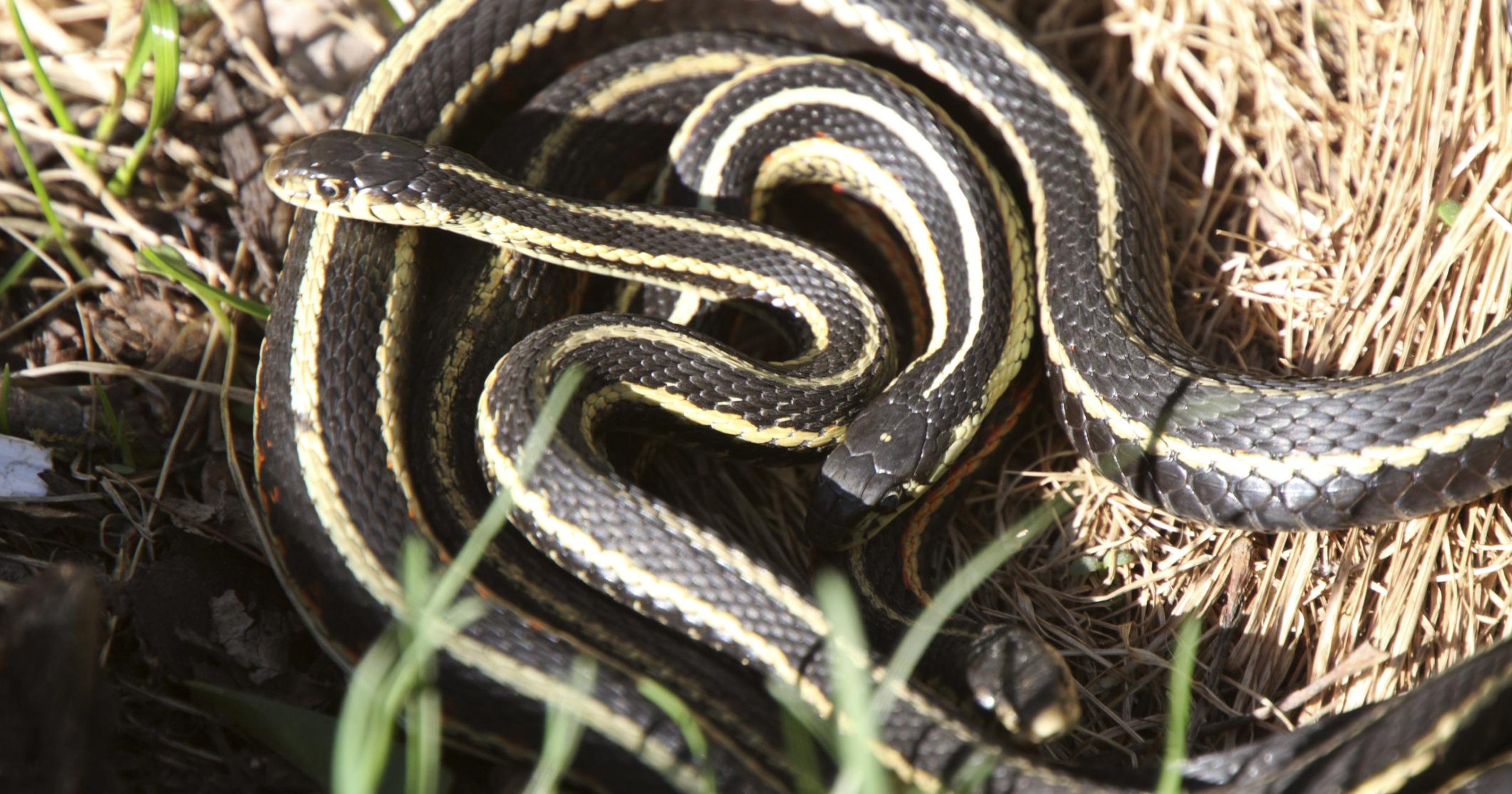 Don’t be afraid of the harmless garter snake