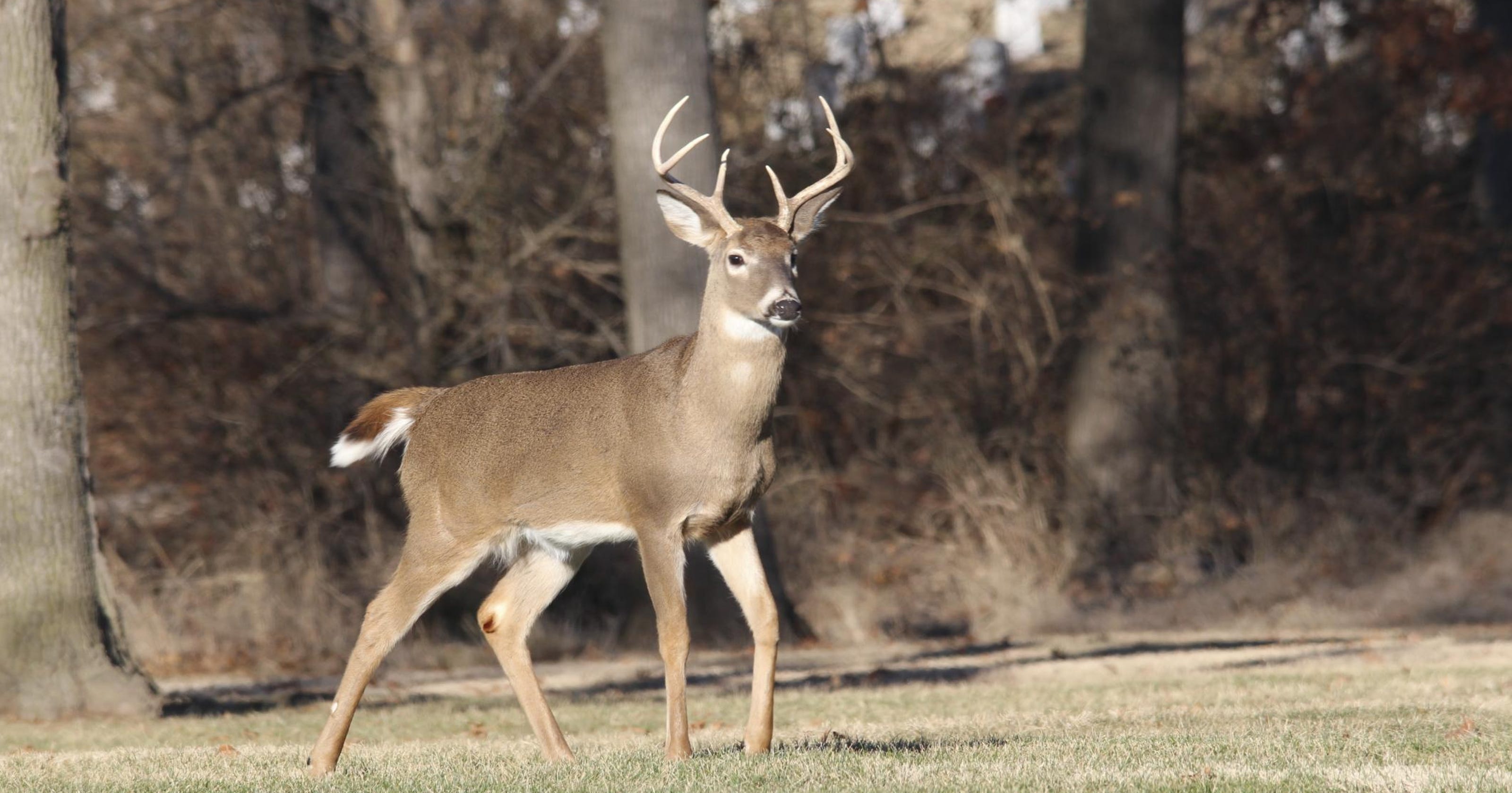 Outdoors notebook Kentucky deer season opens in all zones Saturday