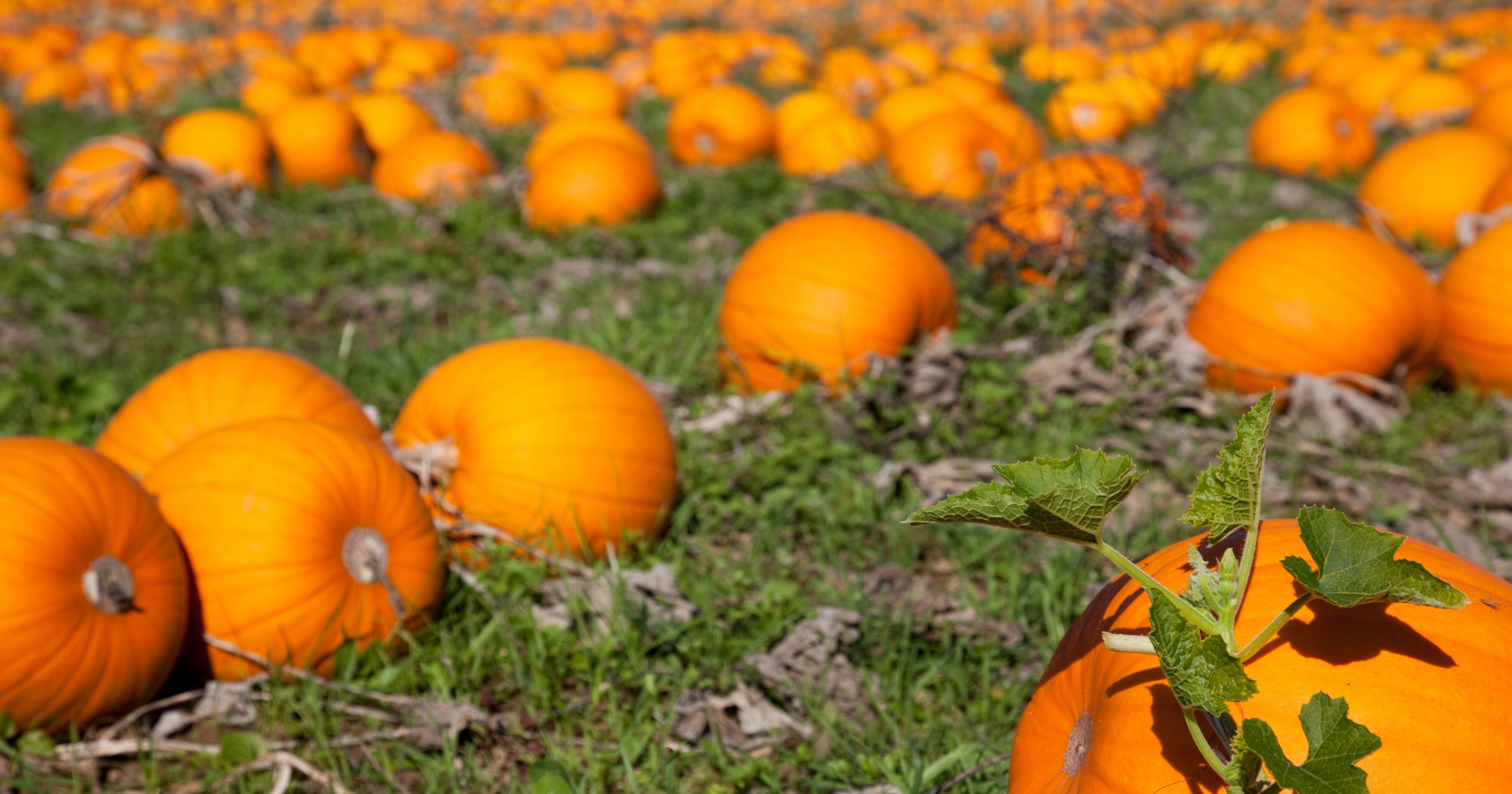 16 great places for pumpkin picking at the Shore